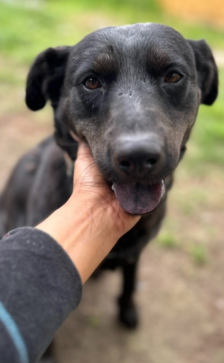 Ellie Mae, a Adoptable mixed breed in Houston, TX image 6/12