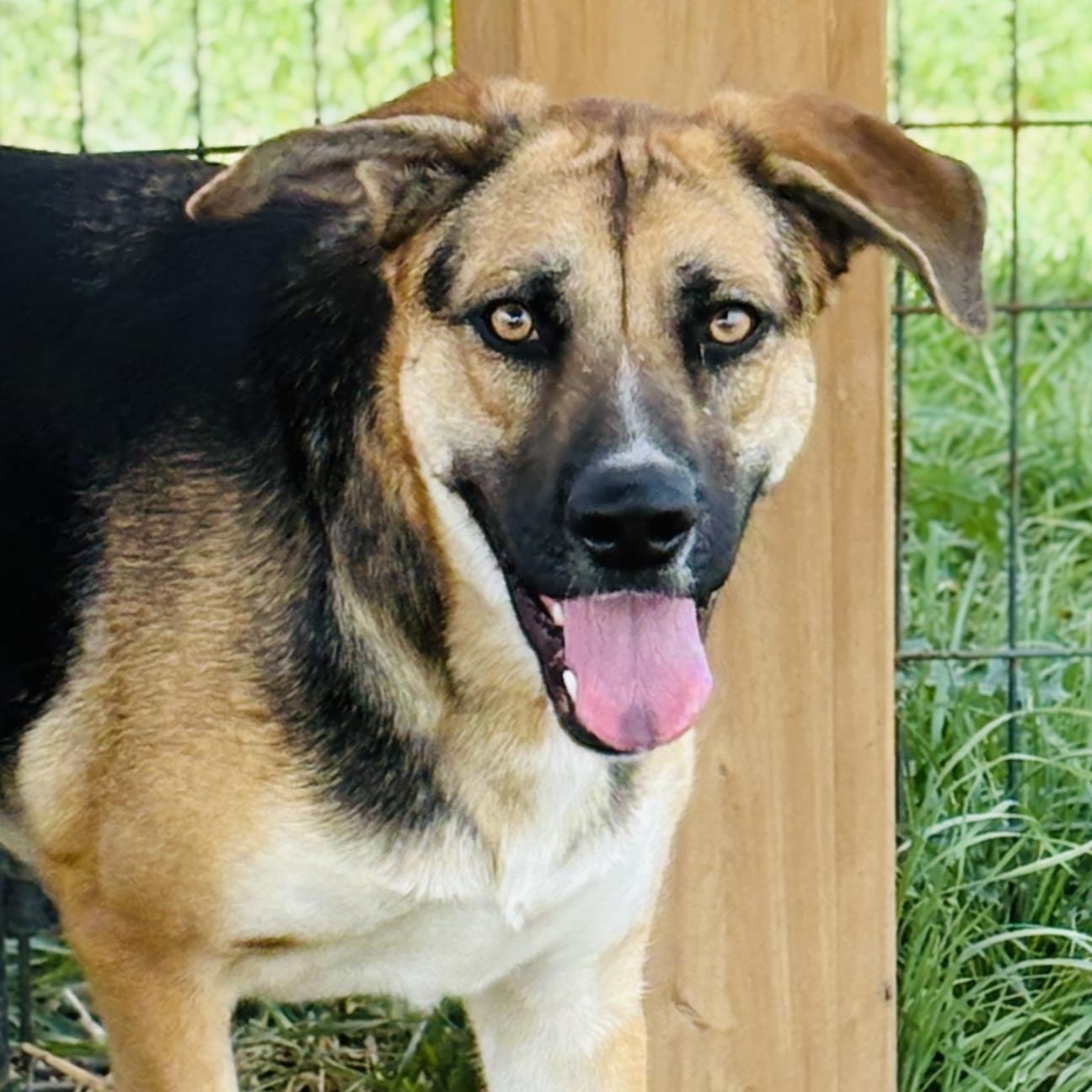 *Athena, Young Female German Shepherd Dog