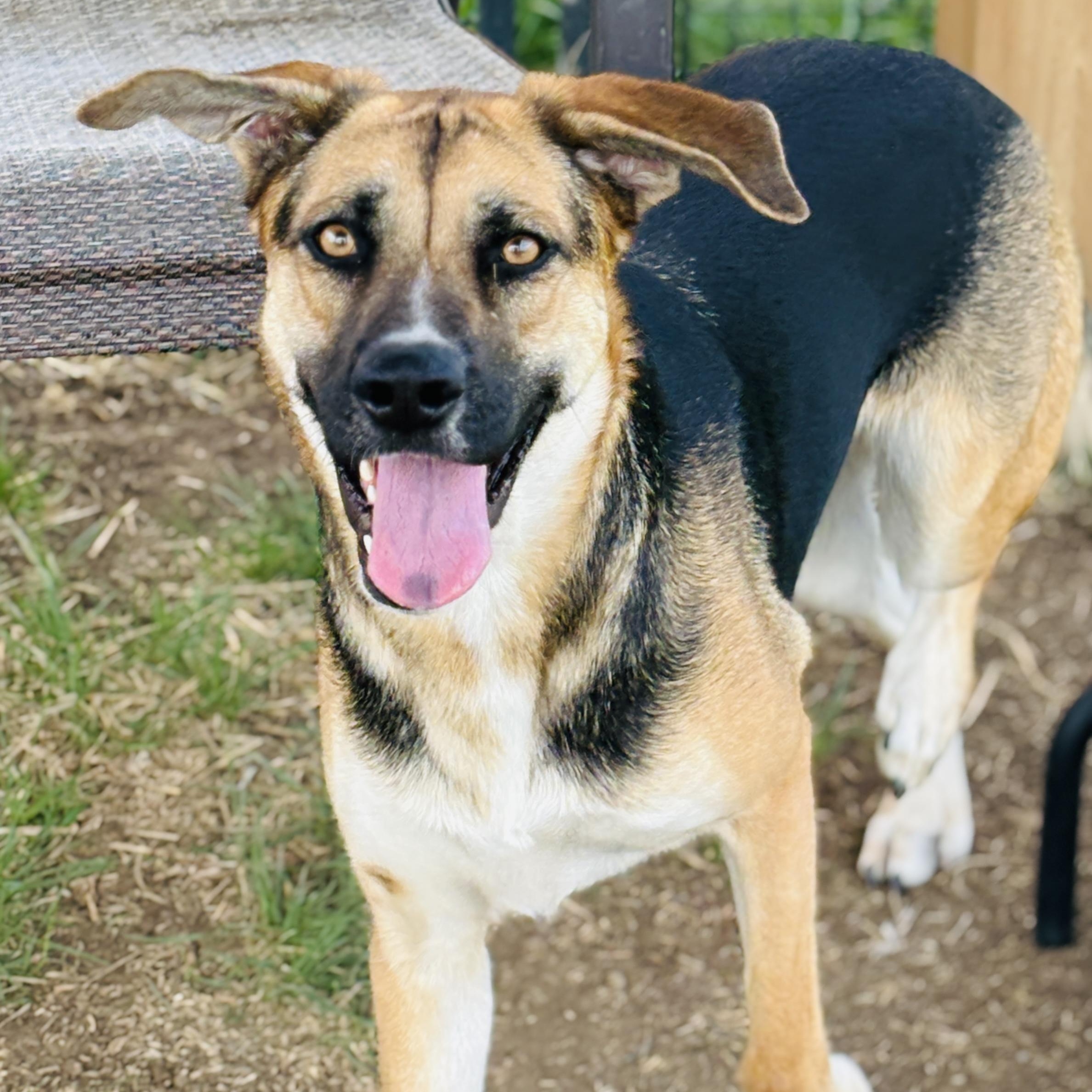 Enlarge *Athena, a Adoptable mixed breed in Justin, TX image 2/2