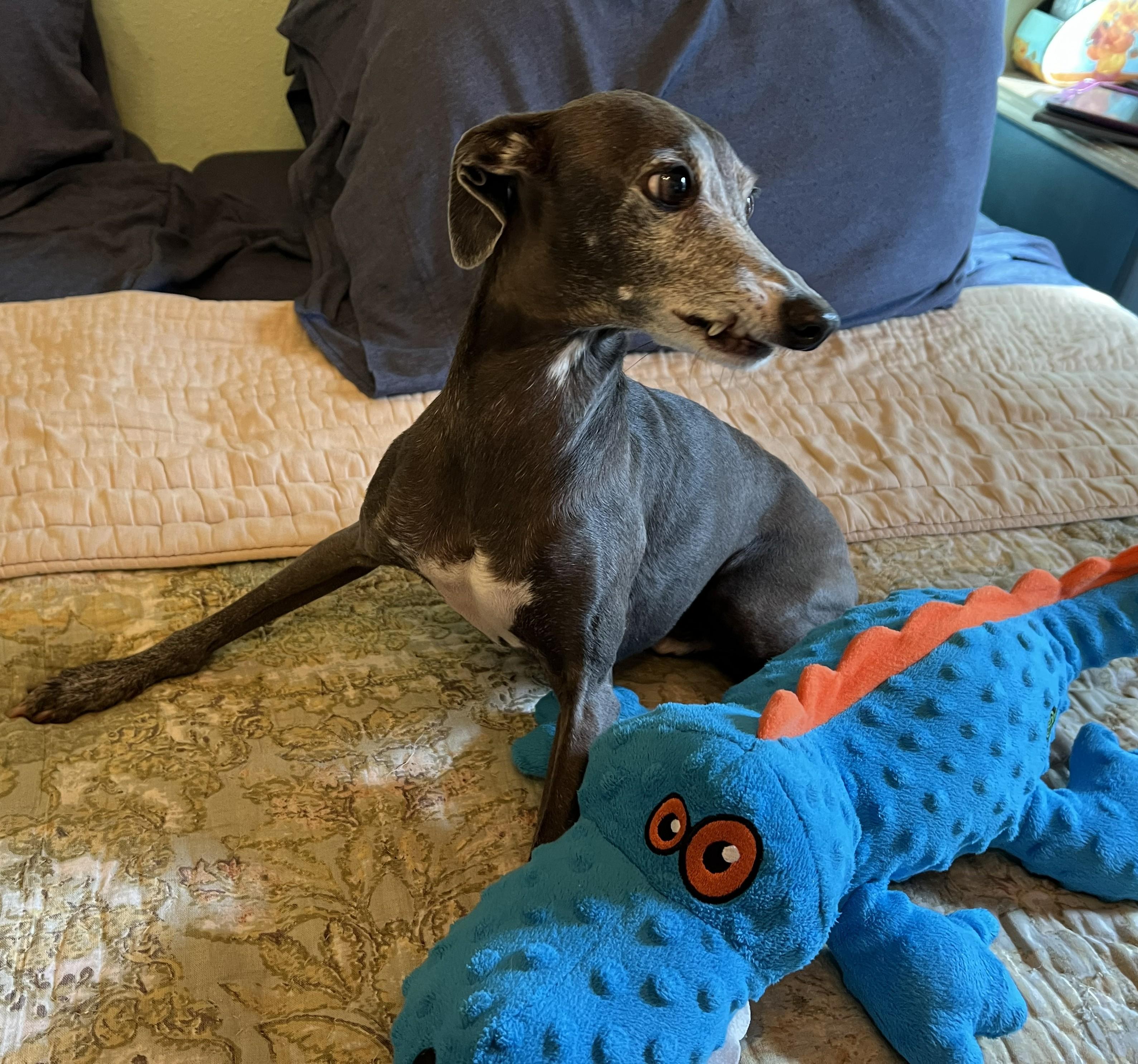 Enlarge Mocha, a Adoptable Italian Greyhound in Costa Mesa, CA image 1/2