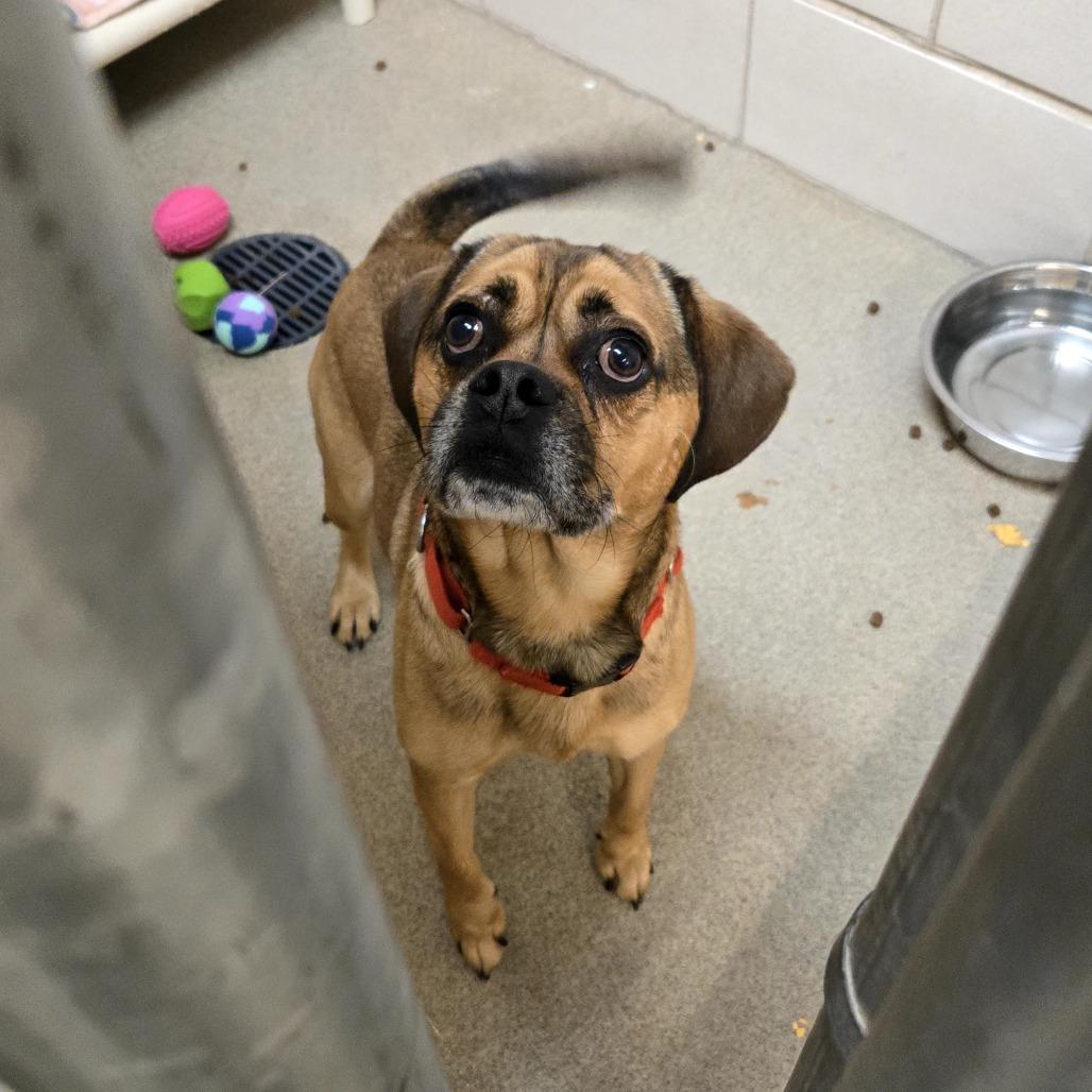 Enlarge Brock, a Adoptable Mixed Breed in Waukesha, WI image 1/1