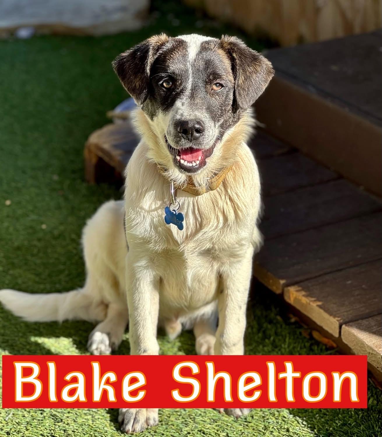 Blake Shelton, a ADOPTABLE mixed breed in Southlake, TX image 2/6