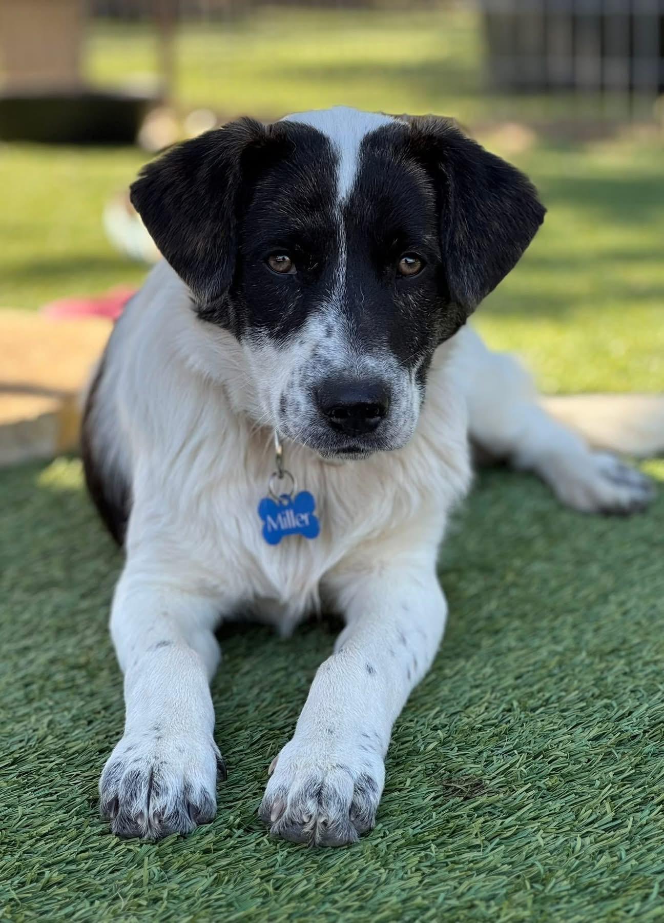 Blake Shelton, a ADOPTABLE mixed breed in Southlake, TX image 4/6