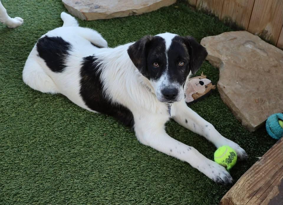 Blake Shelton, a ADOPTABLE mixed breed in Southlake, TX image 6/6