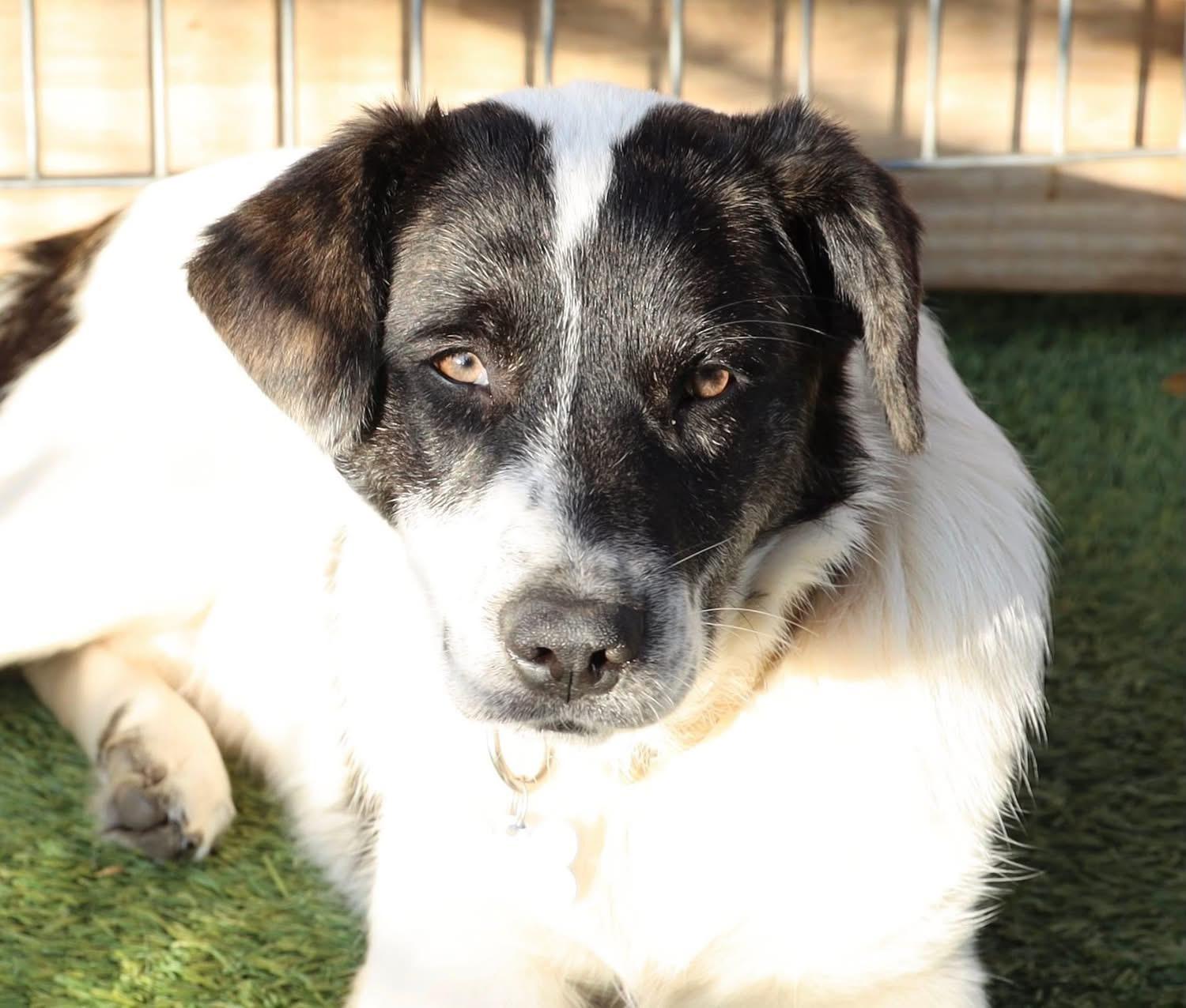 Blake Shelton, a ADOPTABLE mixed breed in Southlake, TX image 1/6