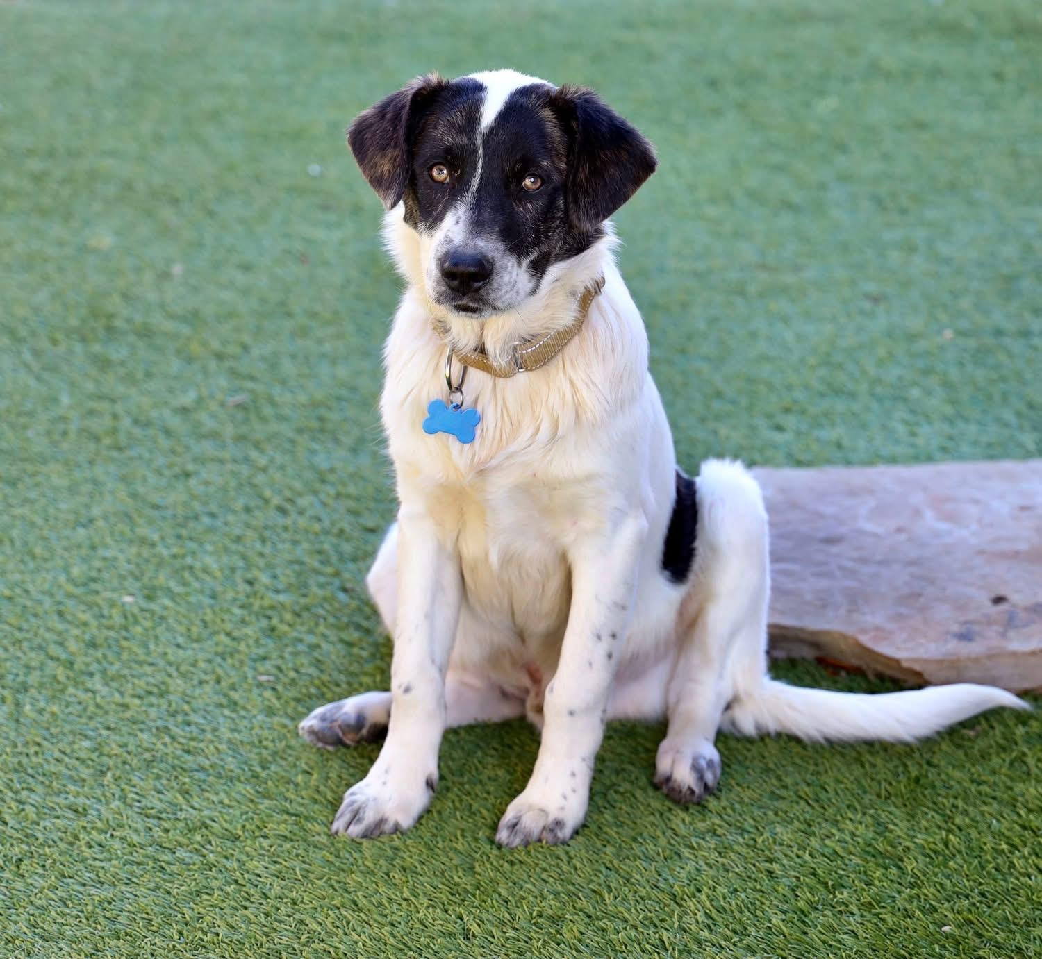 Blake Shelton, a ADOPTABLE mixed breed in Southlake, TX image 5/6