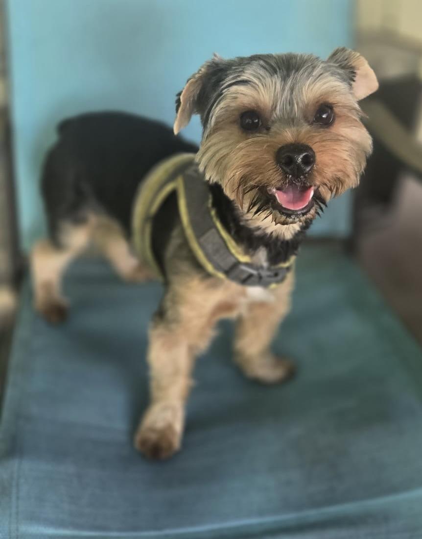 Enlarge Baby, an adopted Yorkshire Terrier in Homosassa Springs, FL image 2/2