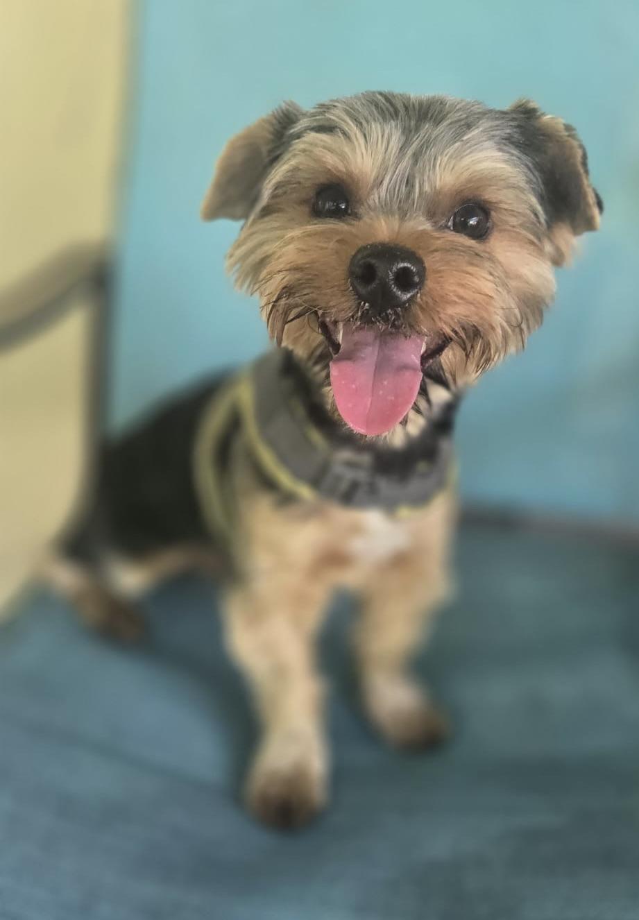 Baby, adopted, Adult Male Yorkshire Terrier.