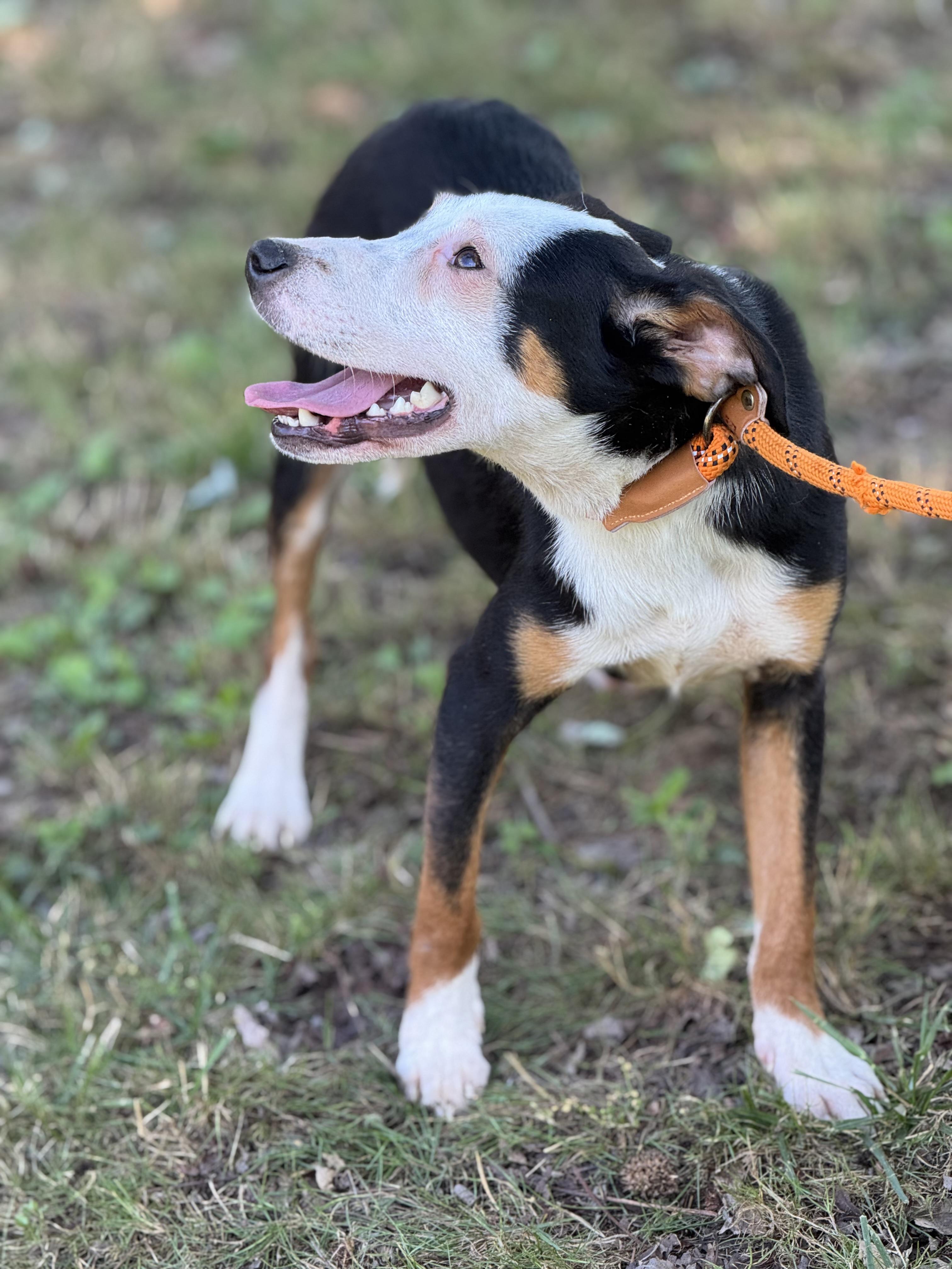 Adam, a Adoptable mixed breed in Richmond, VA image 6/6