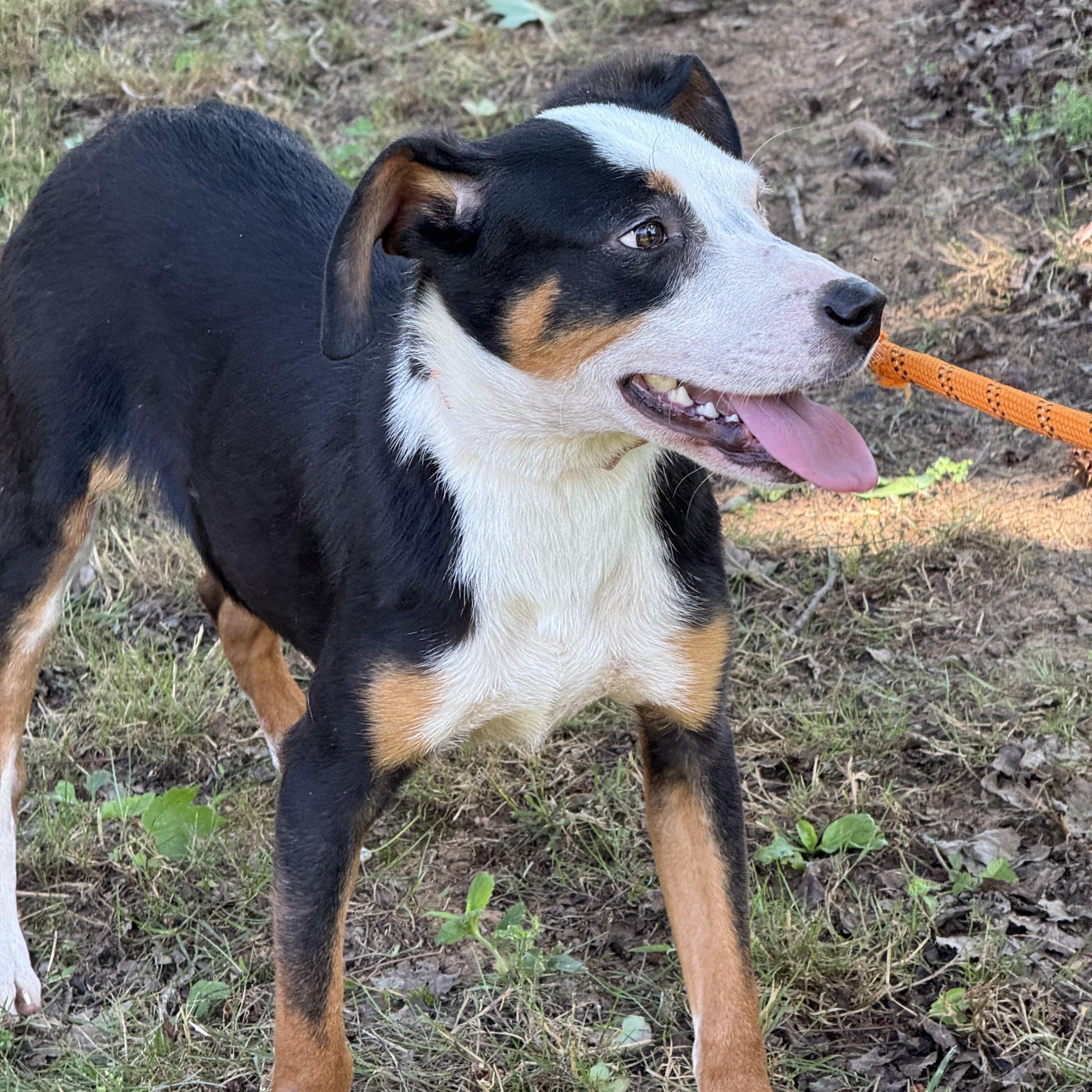 Adam, a Adoptable mixed breed in Richmond, VA image 2/6