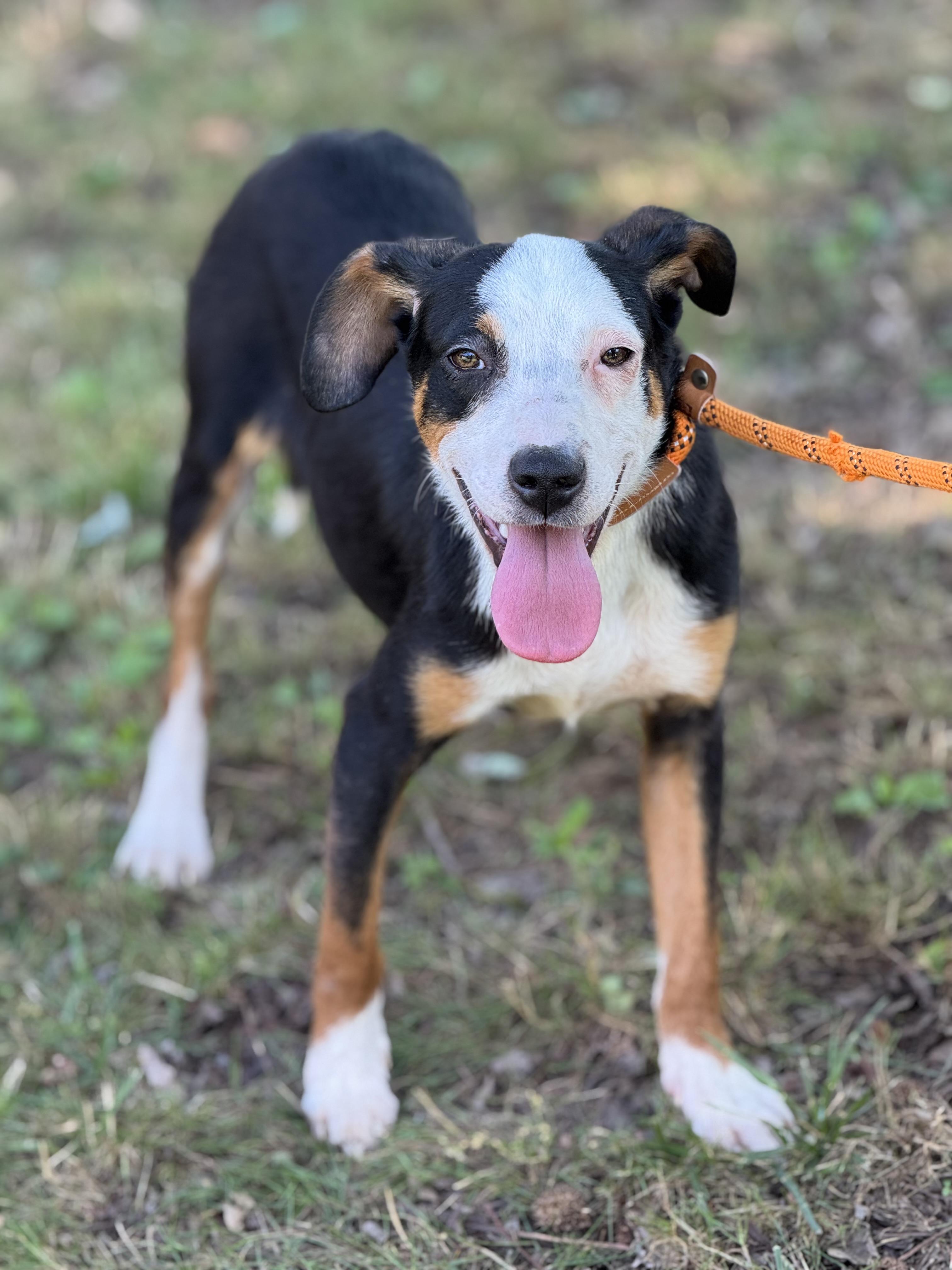 Adam, a Adoptable mixed breed in Richmond, VA image 3/6