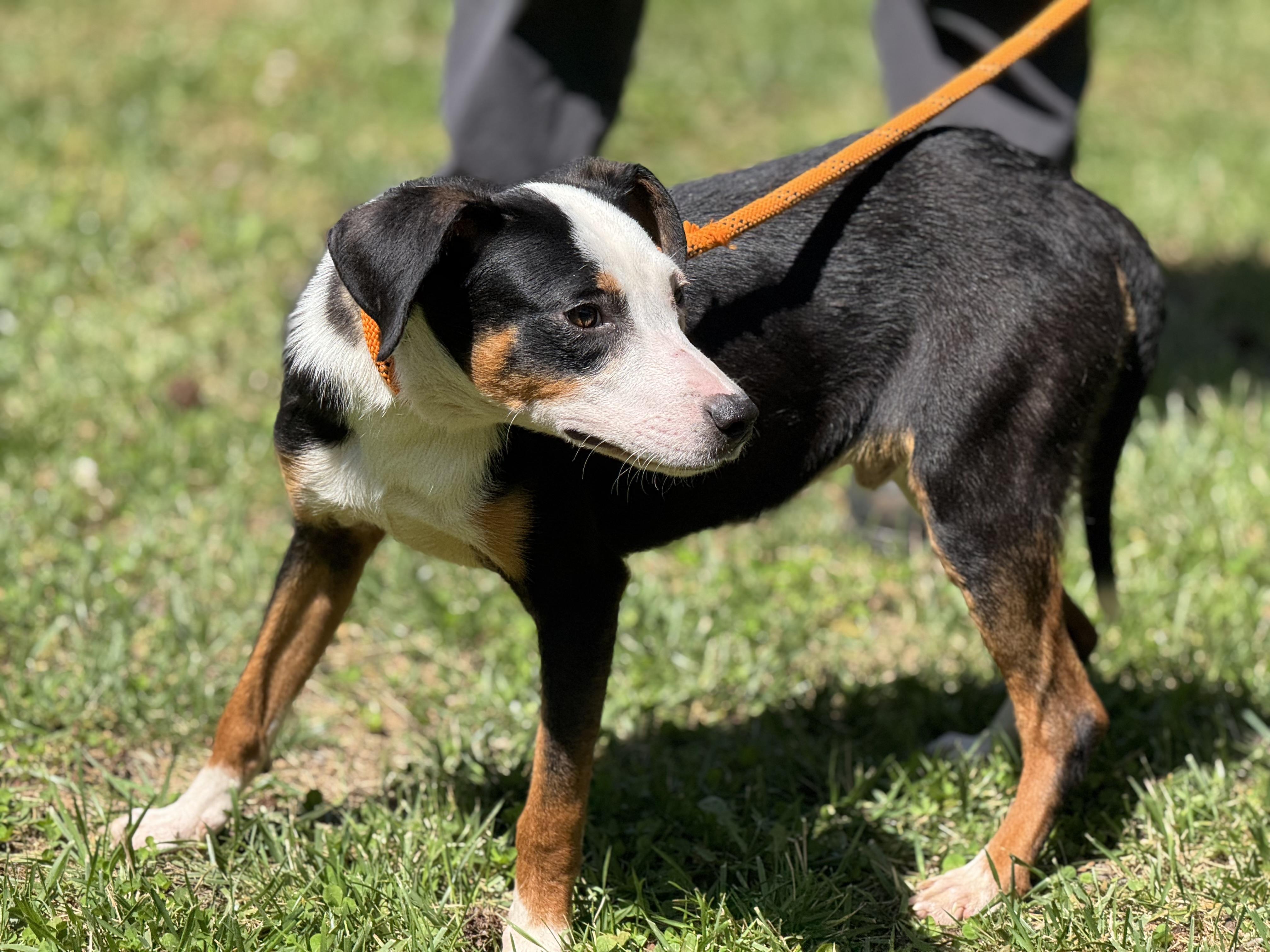 Adam, a Adoptable mixed breed in Richmond, VA image 4/6