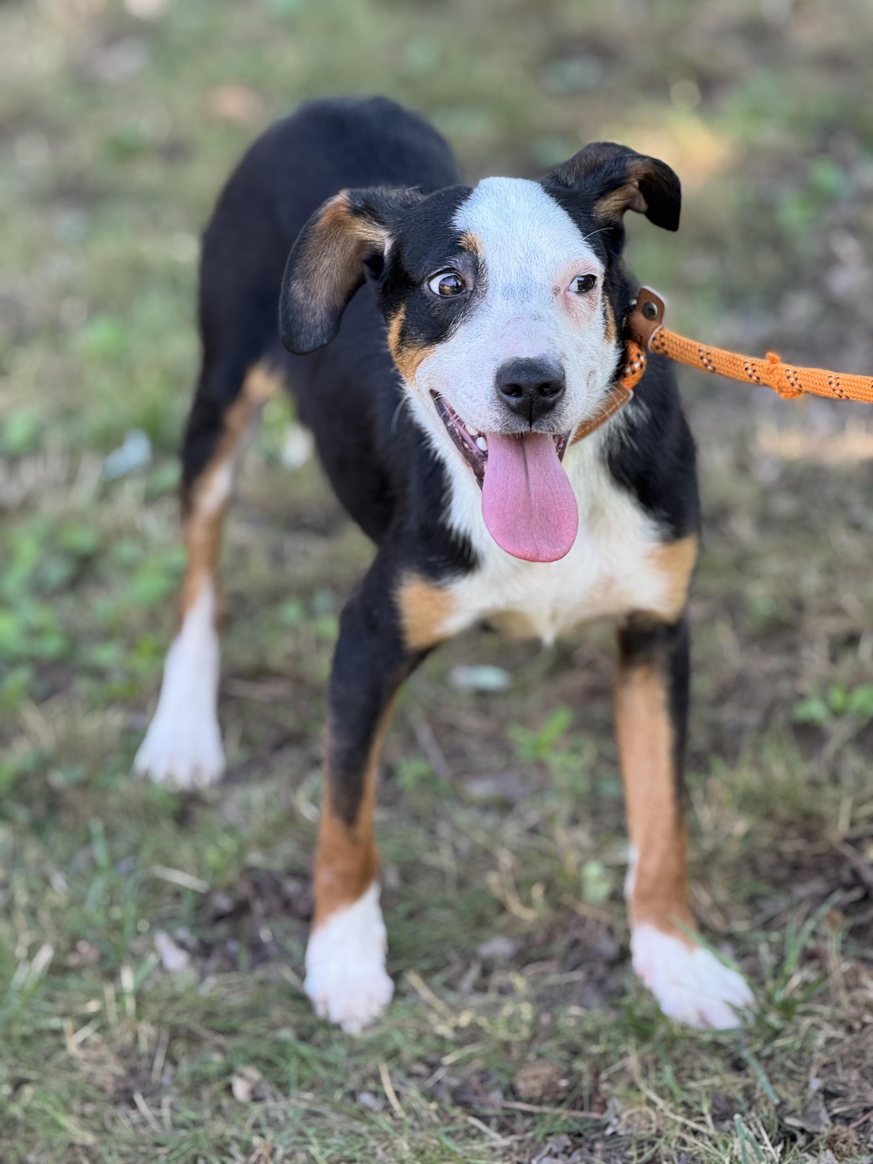Adam, a Adoptable mixed breed in Richmond, VA image 5/6