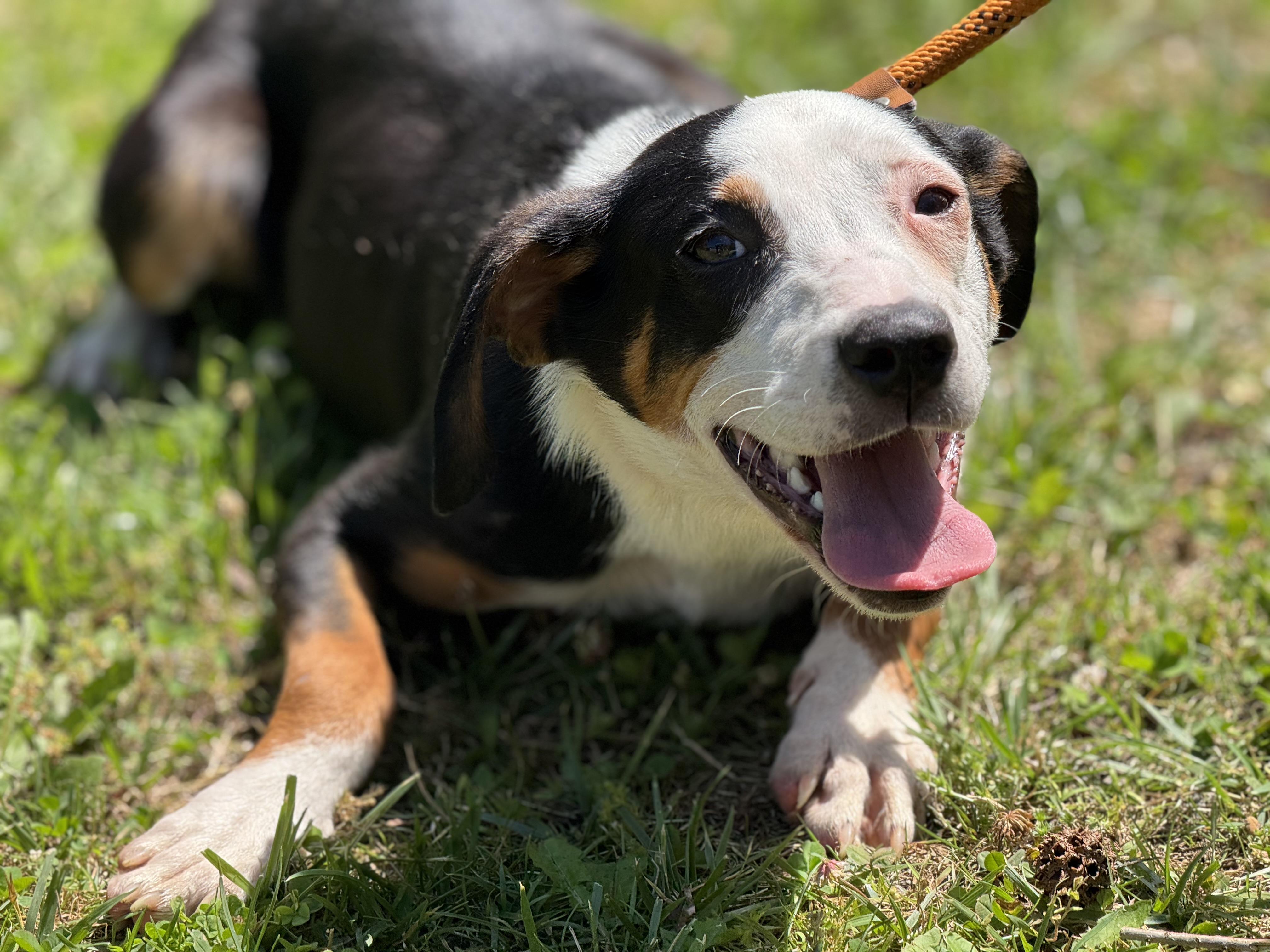Adam, a Adoptable mixed breed in Richmond, VA image 1/6