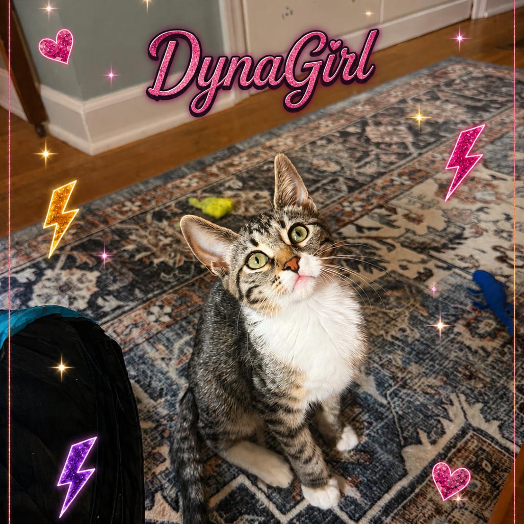 Enlarge DynaGirl, a Adoptable Domestic Short Hair in Roselle, IL image 2/6