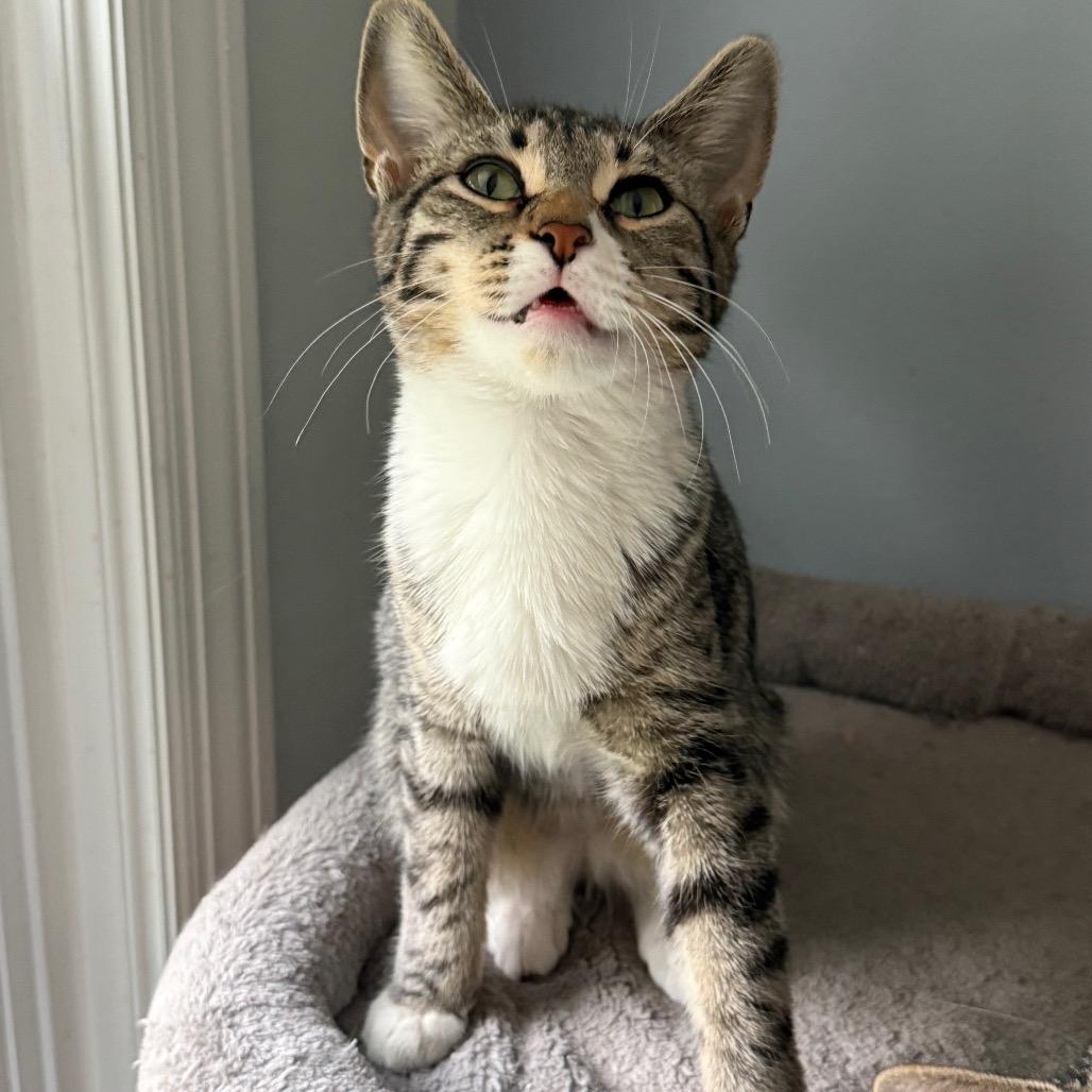Enlarge DynaGirl, a Adoptable Domestic Short Hair in Roselle, IL image 3/6
