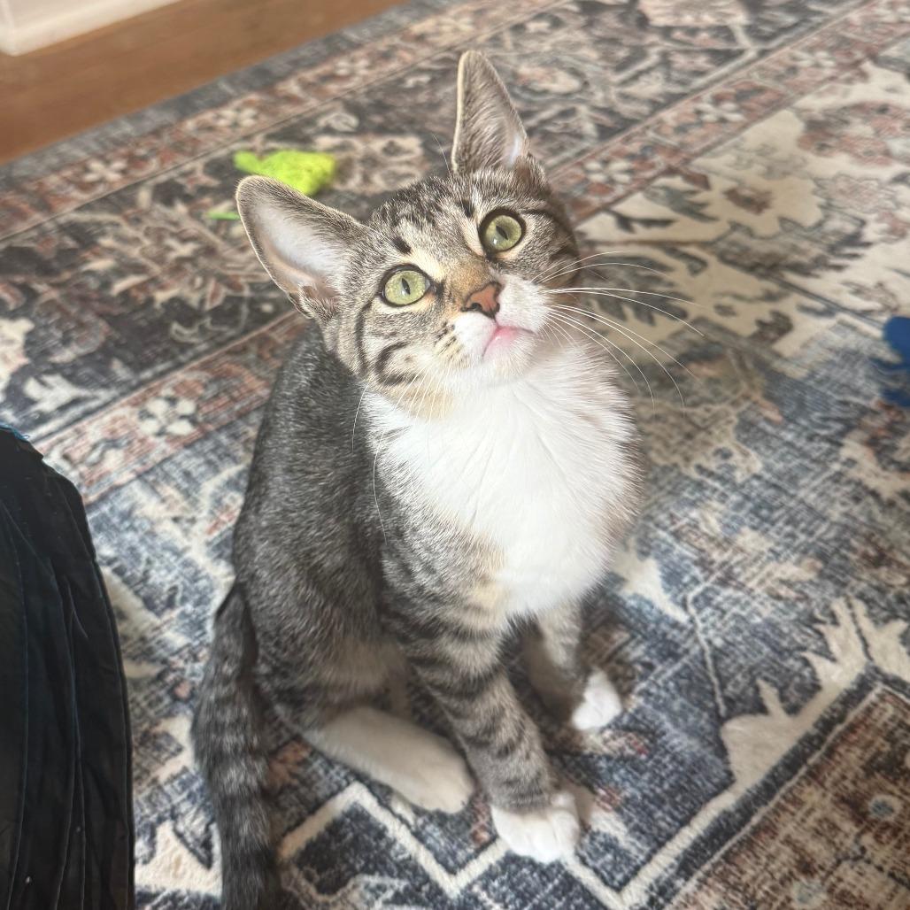 Enlarge DynaGirl, a Adoptable Domestic Short Hair in Roselle, IL image 5/6