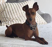 Bo, adopted, Young Male Miniature Pinscher.