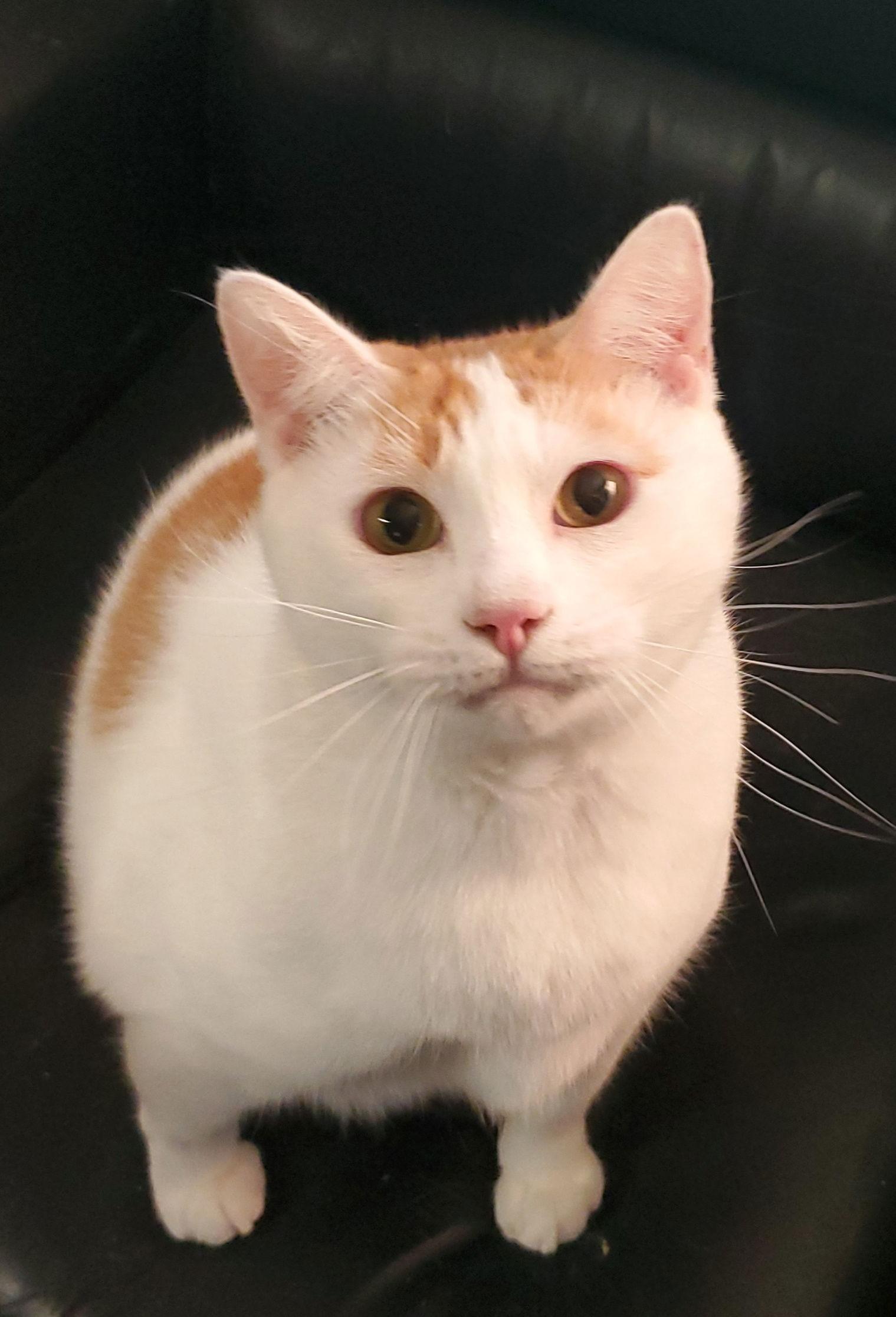 Enlarge Holmes, a Adoptable Domestic Short Hair in Arlington, TX image 1/1