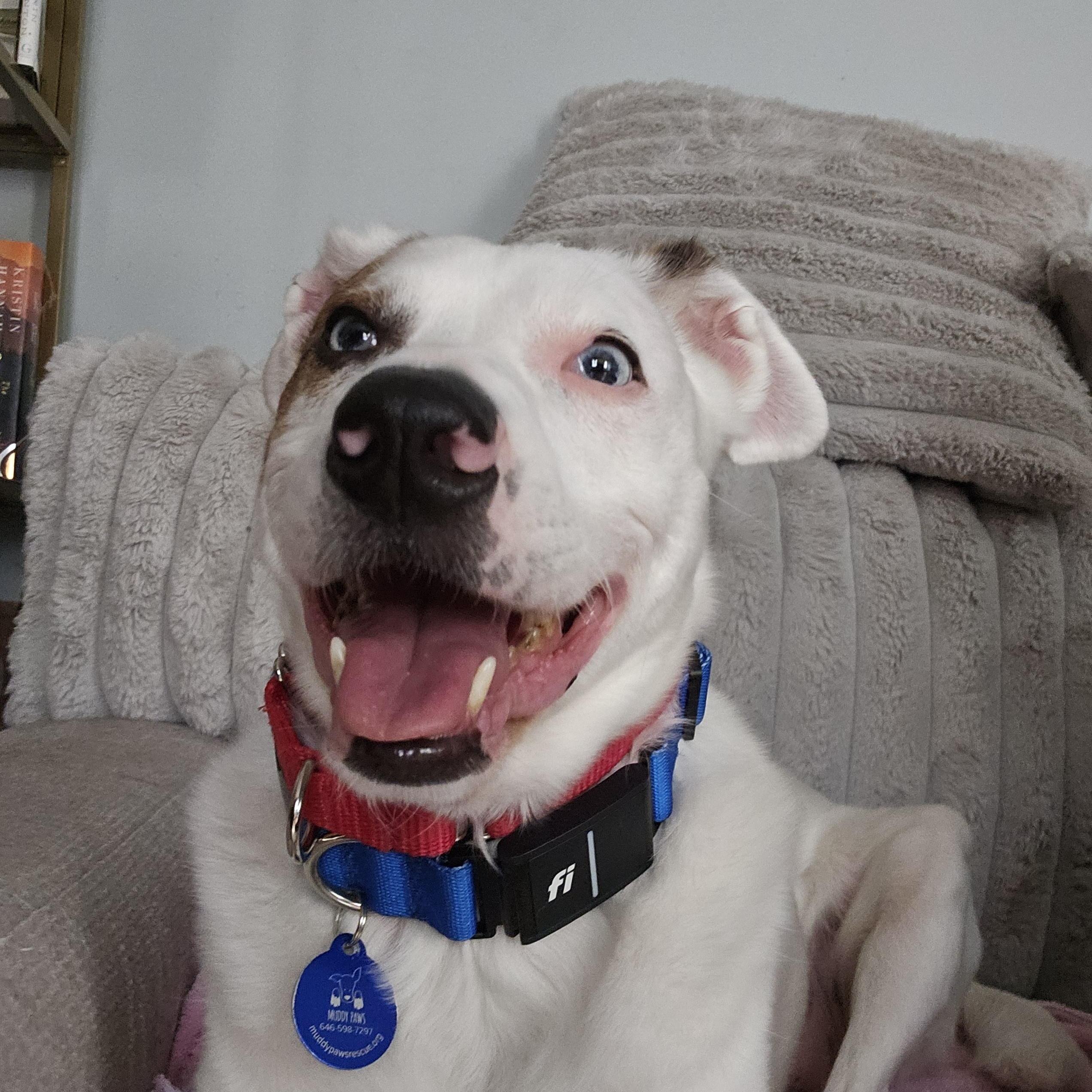 Sugar, a Adoptable Mixed Breed in Plainview, NY image 1/5