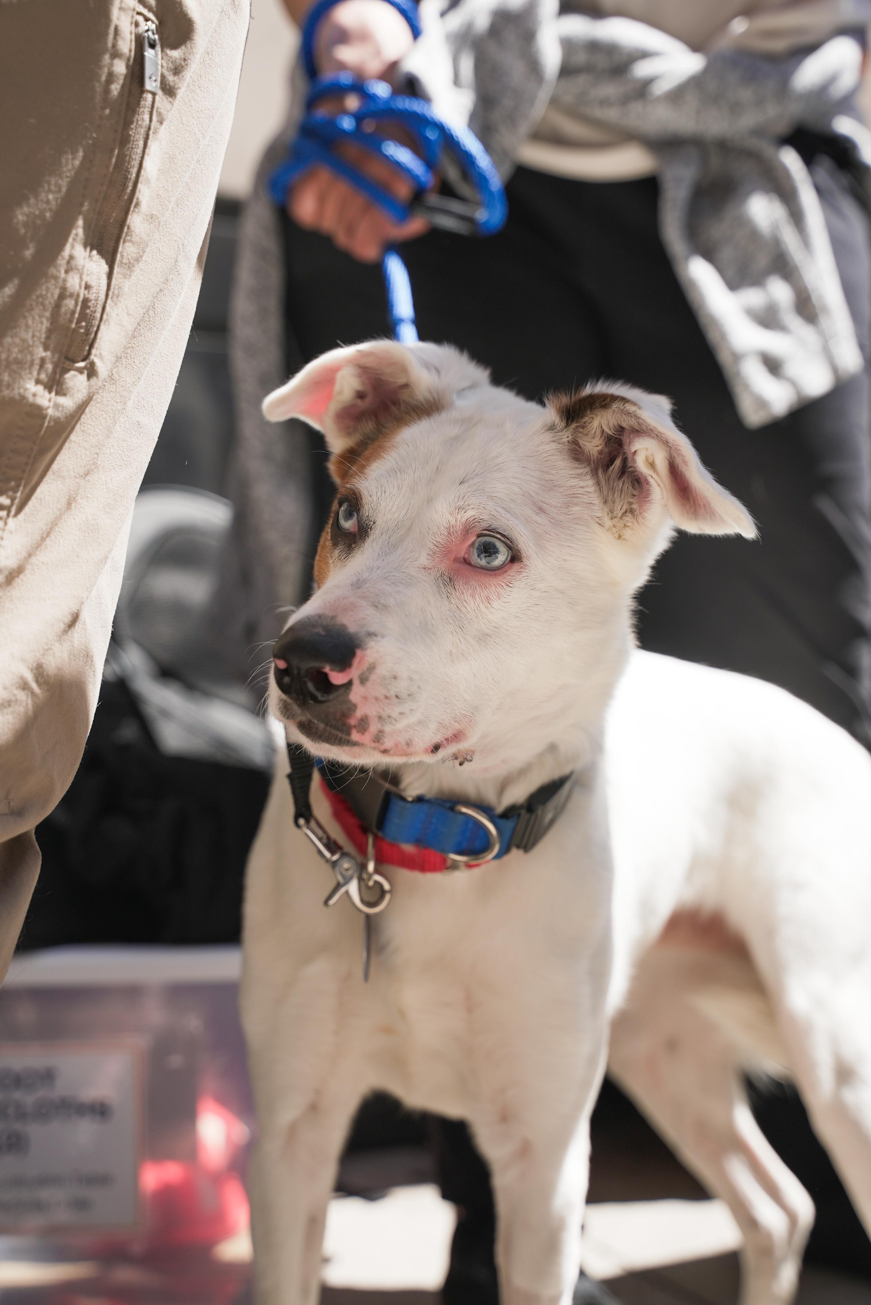 Sugar, a Adoptable Mixed Breed in Plainview, NY image 2/5