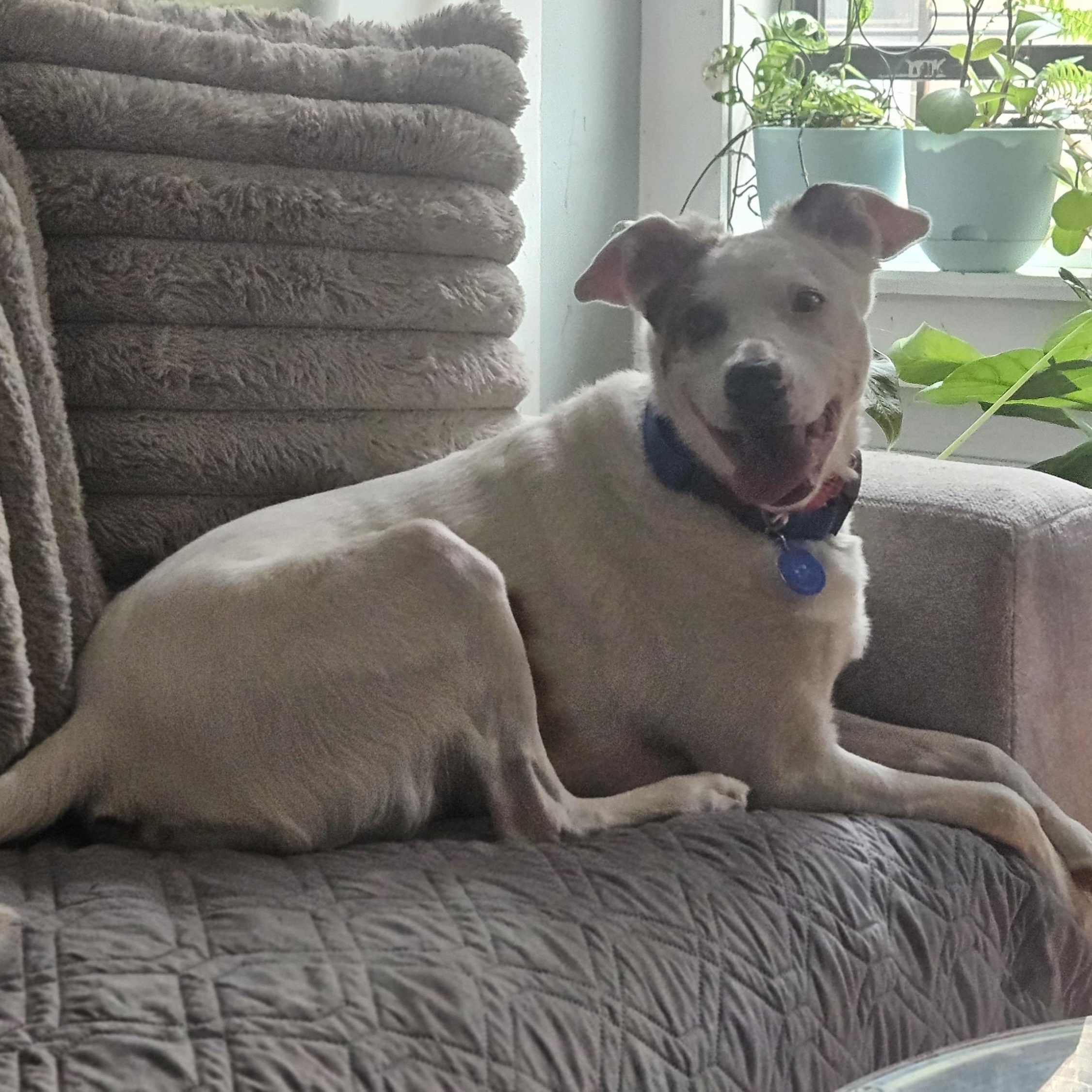 Sugar, a Adoptable Mixed Breed in Plainview, NY image 4/5