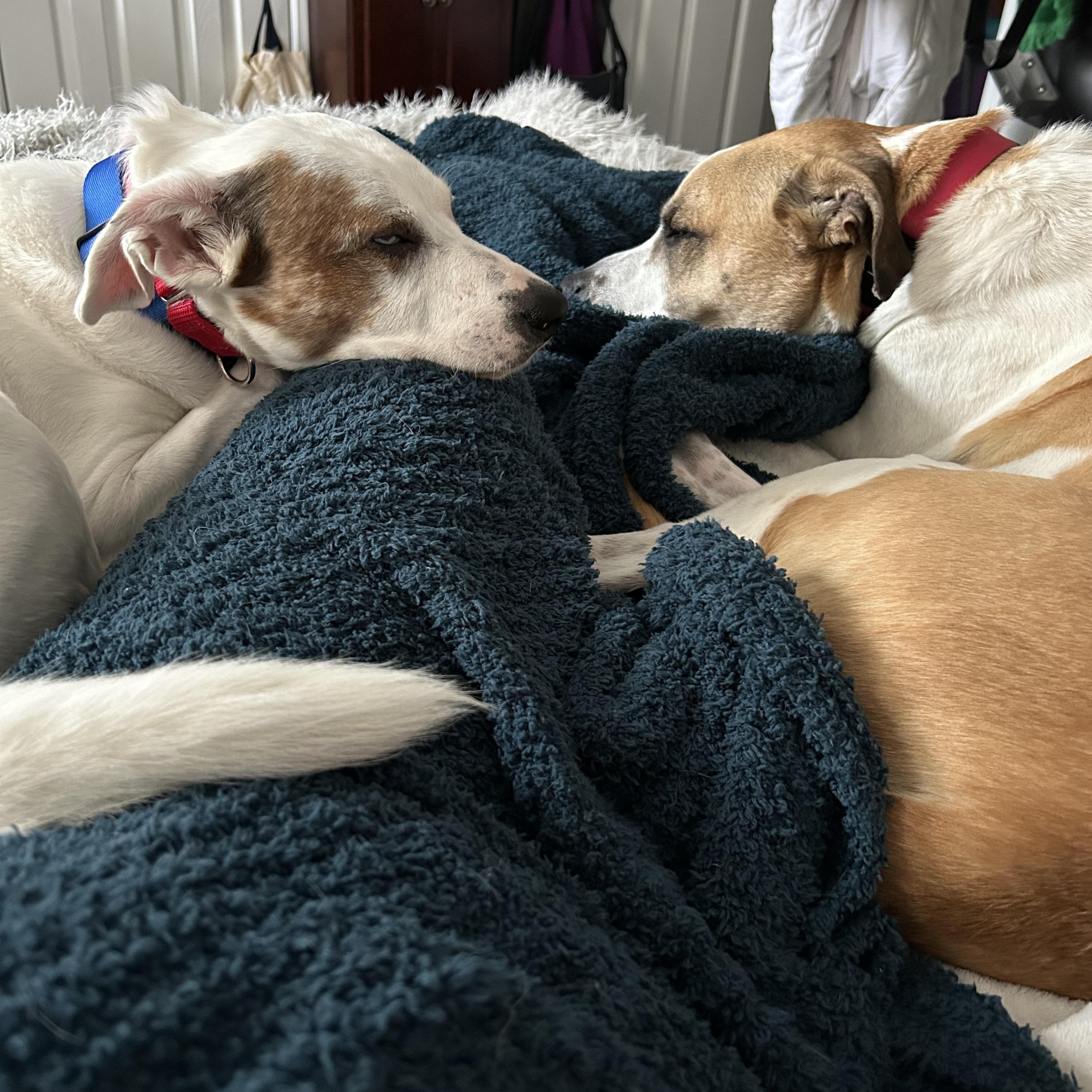 Sugar, a Adoptable Mixed Breed in Plainview, NY image 5/5