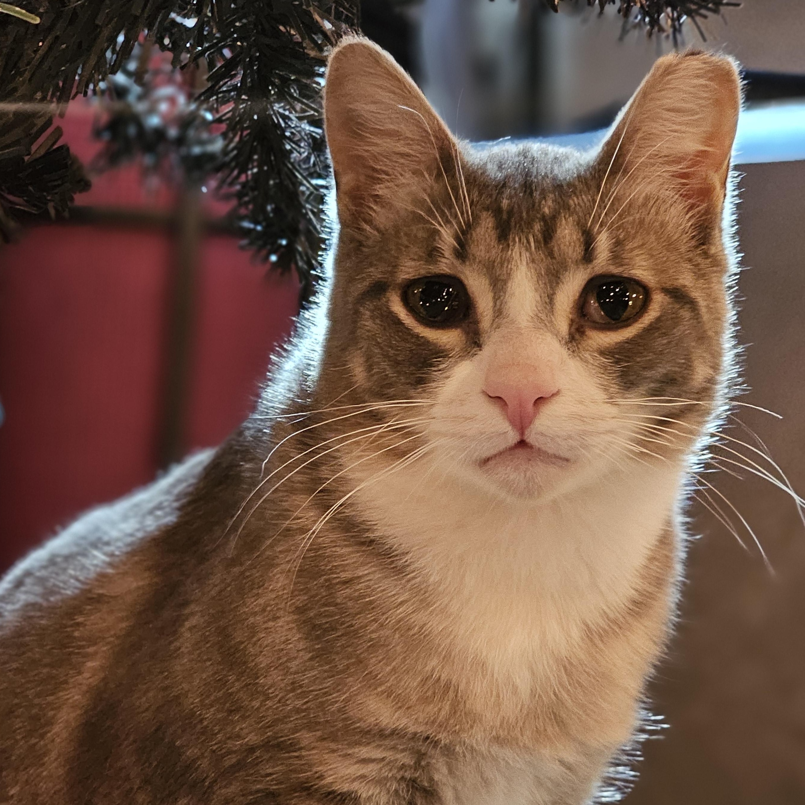 Enlarge MONKEY, a Adoptable Domestic Short Hair in Campbell River, BC image 1/6