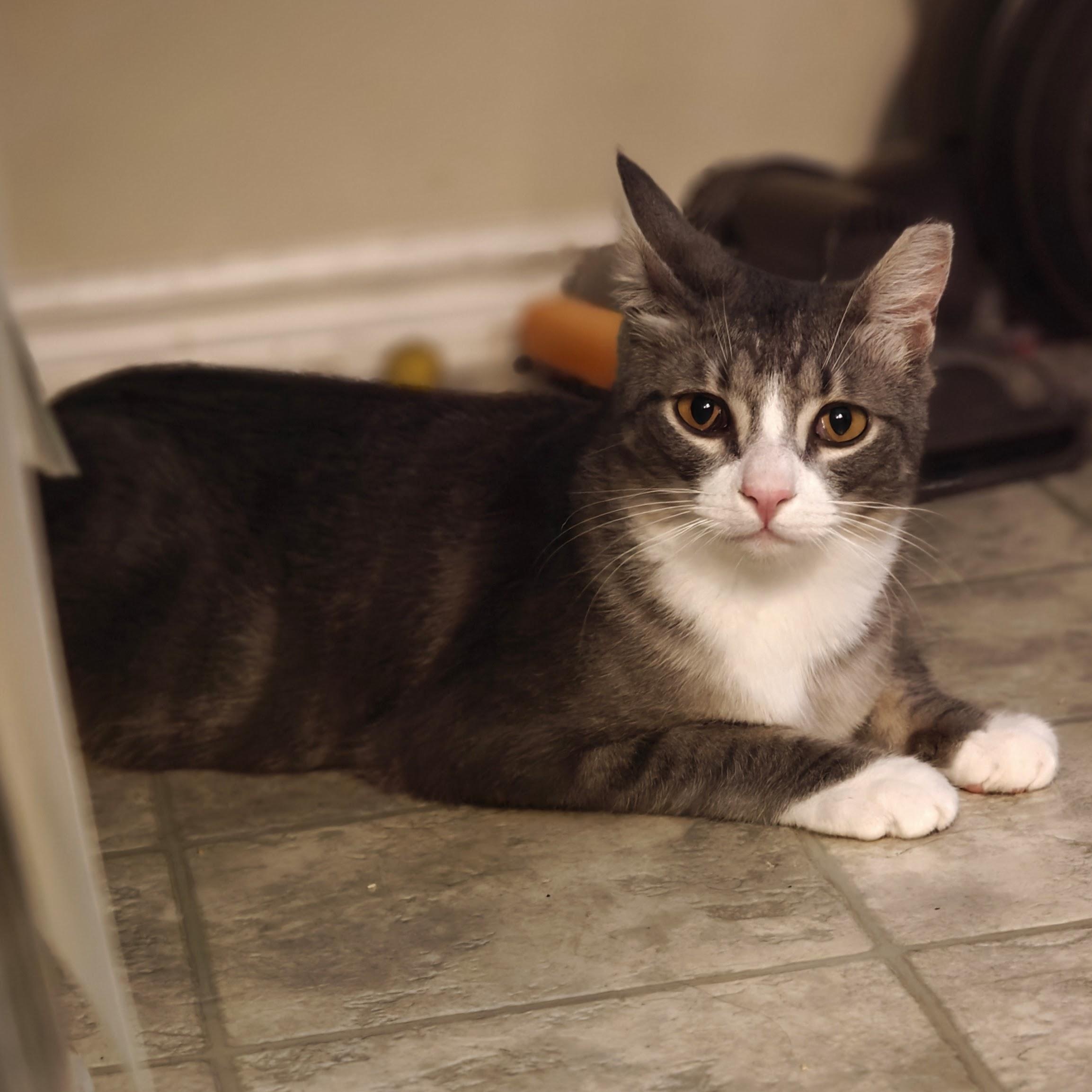 Enlarge MONKEY, a Adoptable Domestic Short Hair in Campbell River, BC image 4/6