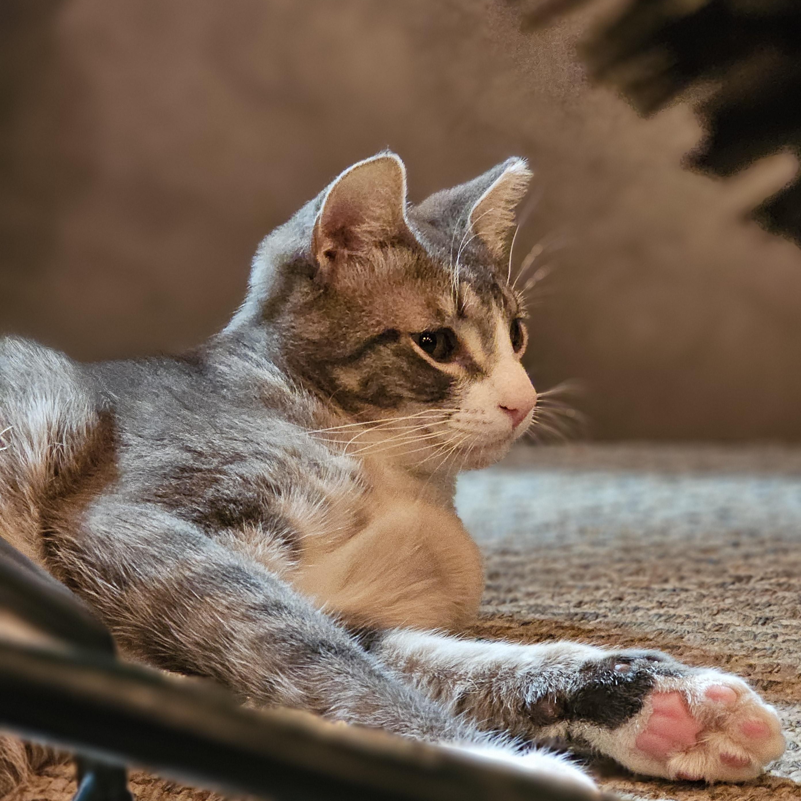 Enlarge MONKEY, a Adoptable Domestic Short Hair in Campbell River, BC image 3/6