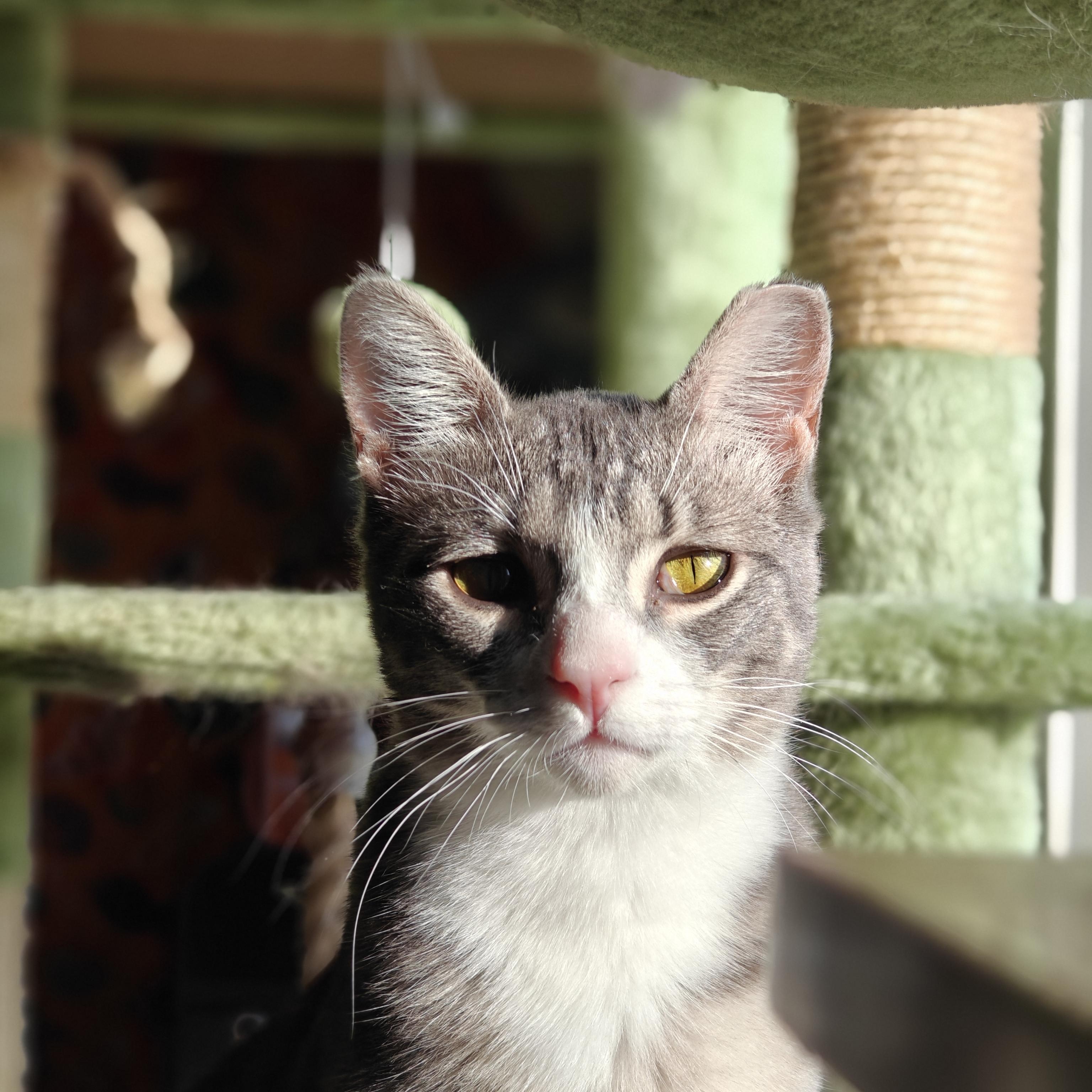 Enlarge MONKEY, a Adoptable Domestic Short Hair in Campbell River, BC image 5/6