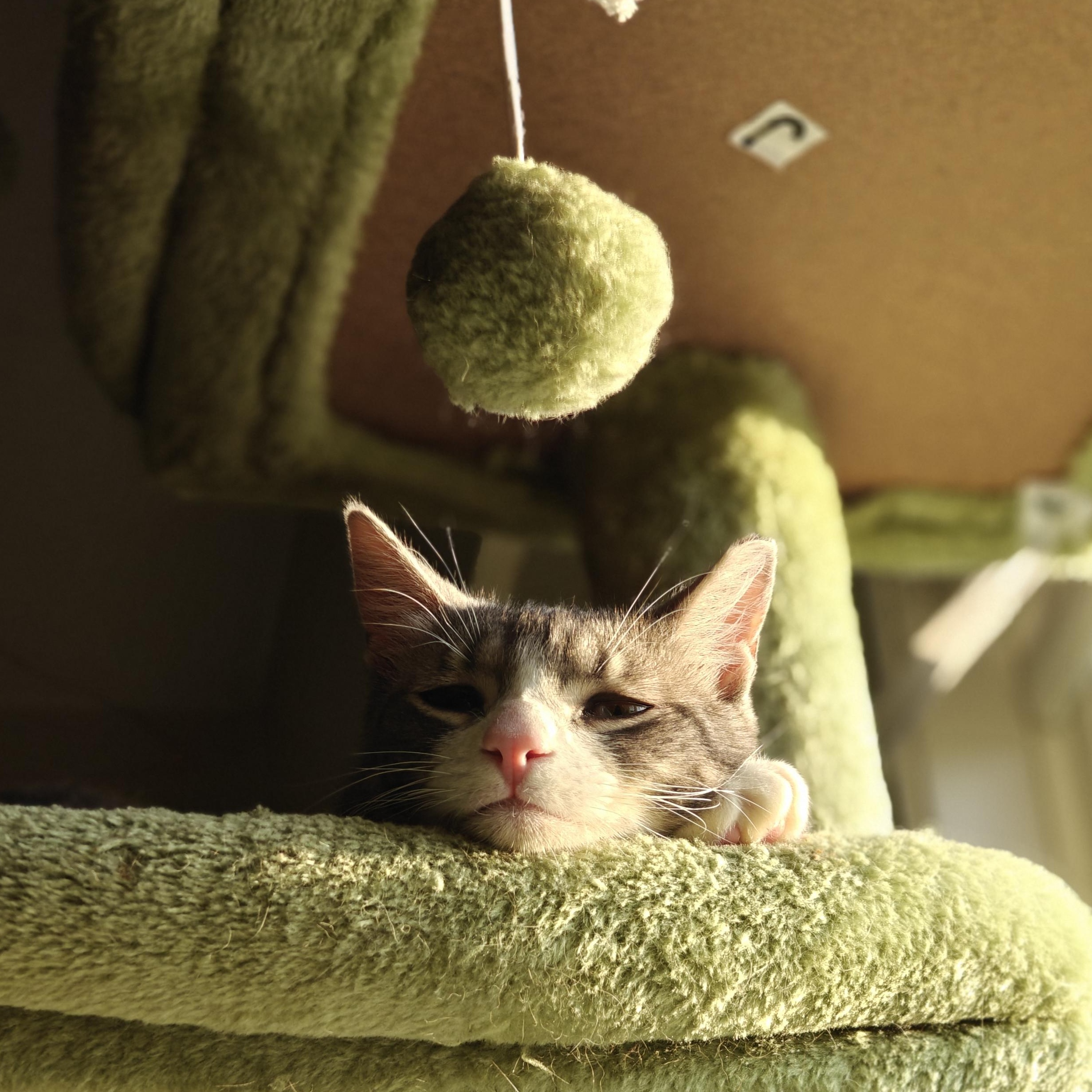 Enlarge MONKEY, a Adoptable Domestic Short Hair in Campbell River, BC image 6/6