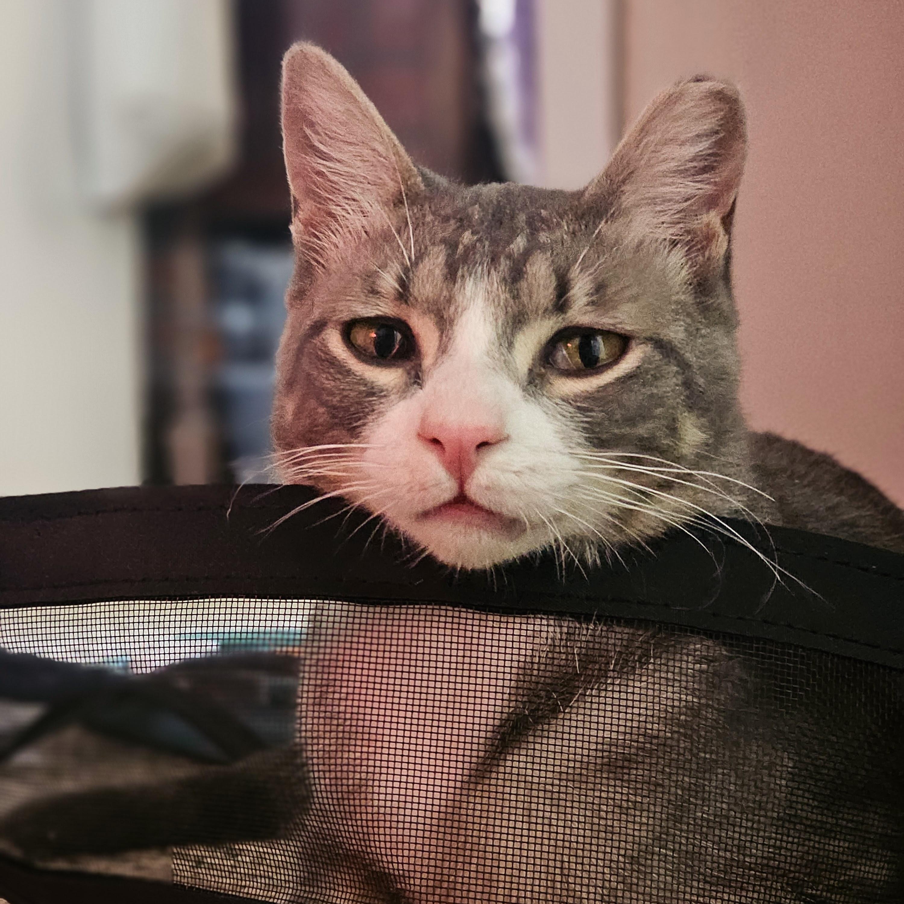 Enlarge MONKEY, a Adoptable Domestic Short Hair in Campbell River, BC image 2/6