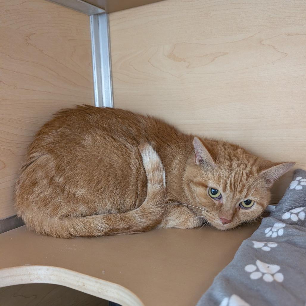 Enlarge Stoker, a Adoptable Domestic Short Hair in Brookfield, WI image 1/2