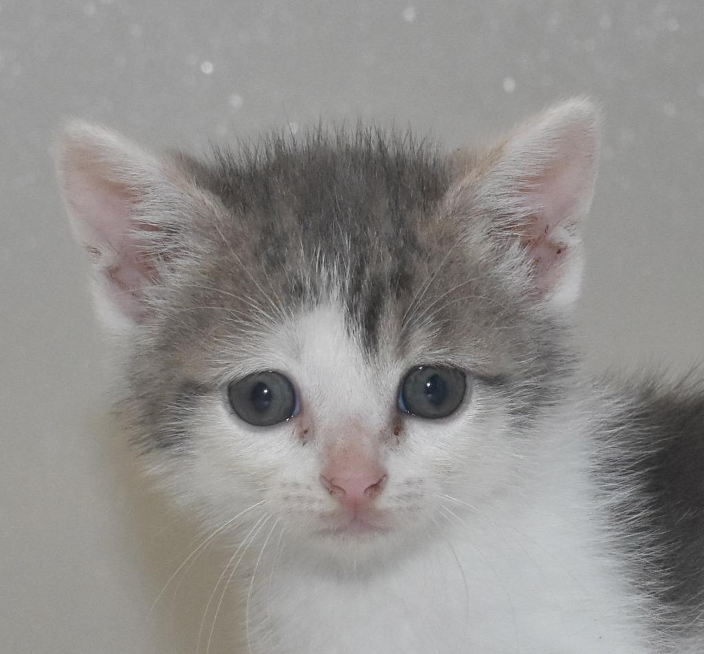 Golden Graham, a Adoptable mixed breed in Springfield, OH image 1/3