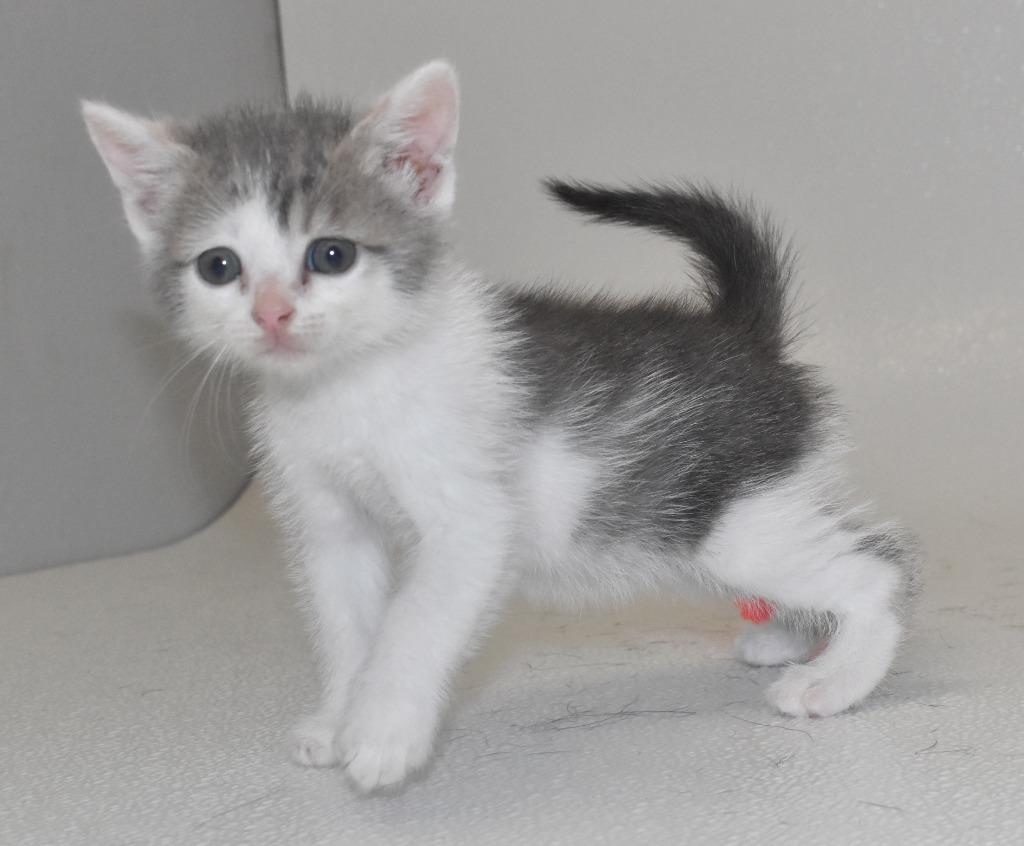 Golden Graham, a Adoptable mixed breed in Springfield, OH image 3/3