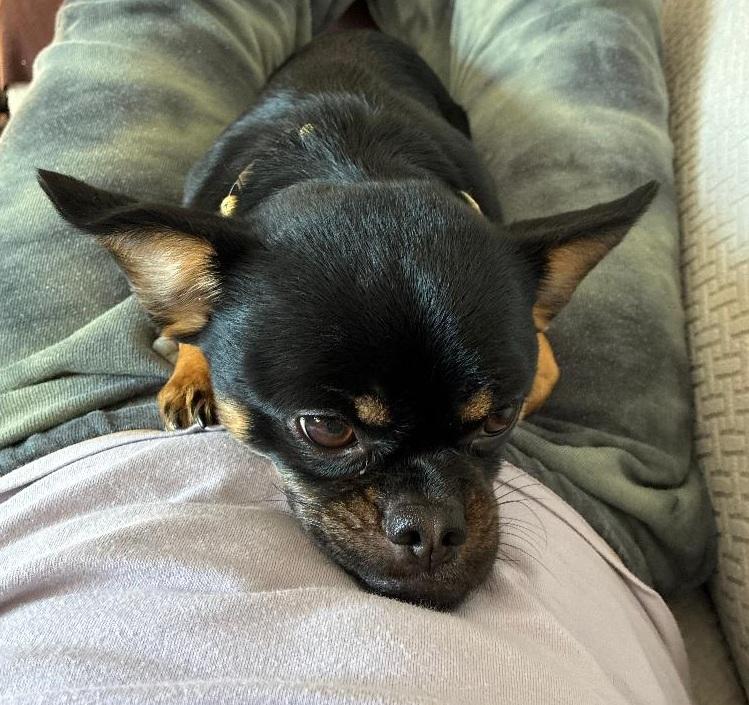 Enlarge Petey, an adopted mixed breed in Lansing, MI image 5/5