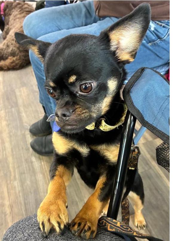 Enlarge Petey, an adopted mixed breed in Lansing, MI image 2/5