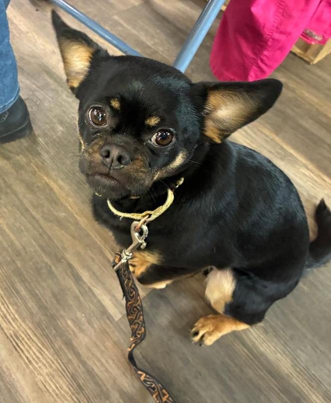 Petey, adopted, Adult Male Chihuahua & Pug.