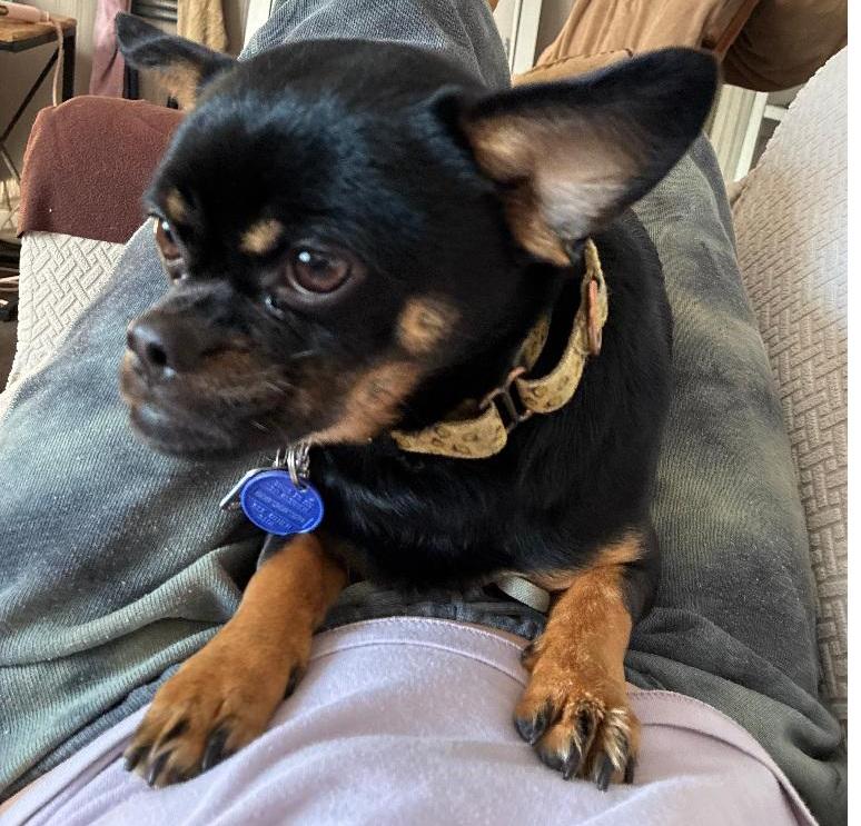 Enlarge Petey, an adopted mixed breed in Lansing, MI image 4/5