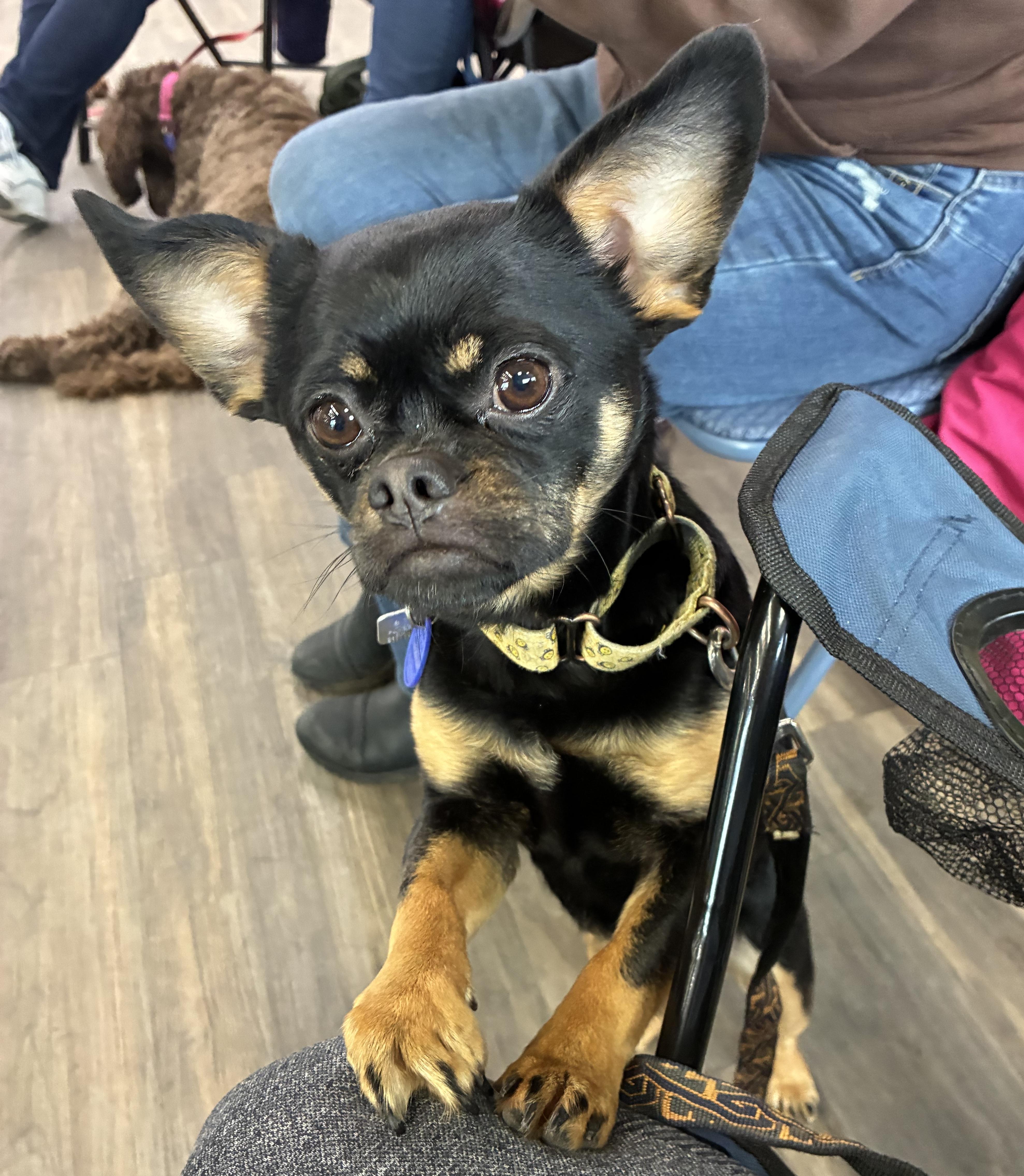 Enlarge Petey, an adopted mixed breed in Lansing, MI image 3/5