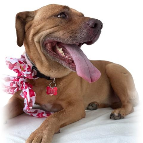Enlarge Libby, a Adoptable mixed breed in Tulsa, OK image 2/6