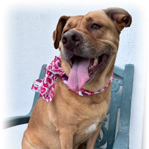 Libby, Adoptable, Adult Female Shepherd & Terrier.