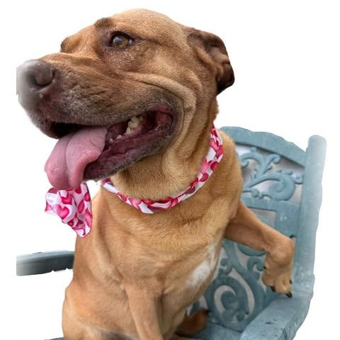 Enlarge Libby, a Adoptable mixed breed in Tulsa, OK image 6/6
