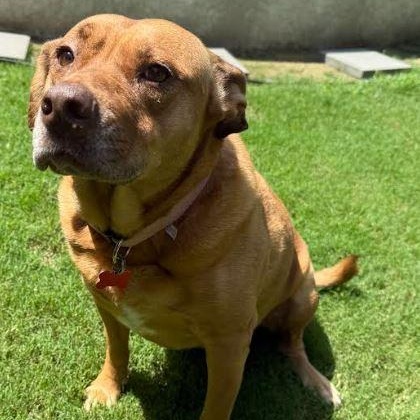 Enlarge Libby, a Adoptable mixed breed in Tulsa, OK image 5/6