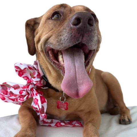 Enlarge Libby, a Adoptable mixed breed in Tulsa, OK image 4/6