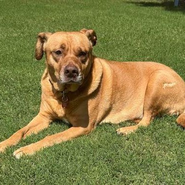 Enlarge Libby, a Adoptable mixed breed in Tulsa, OK image 3/6