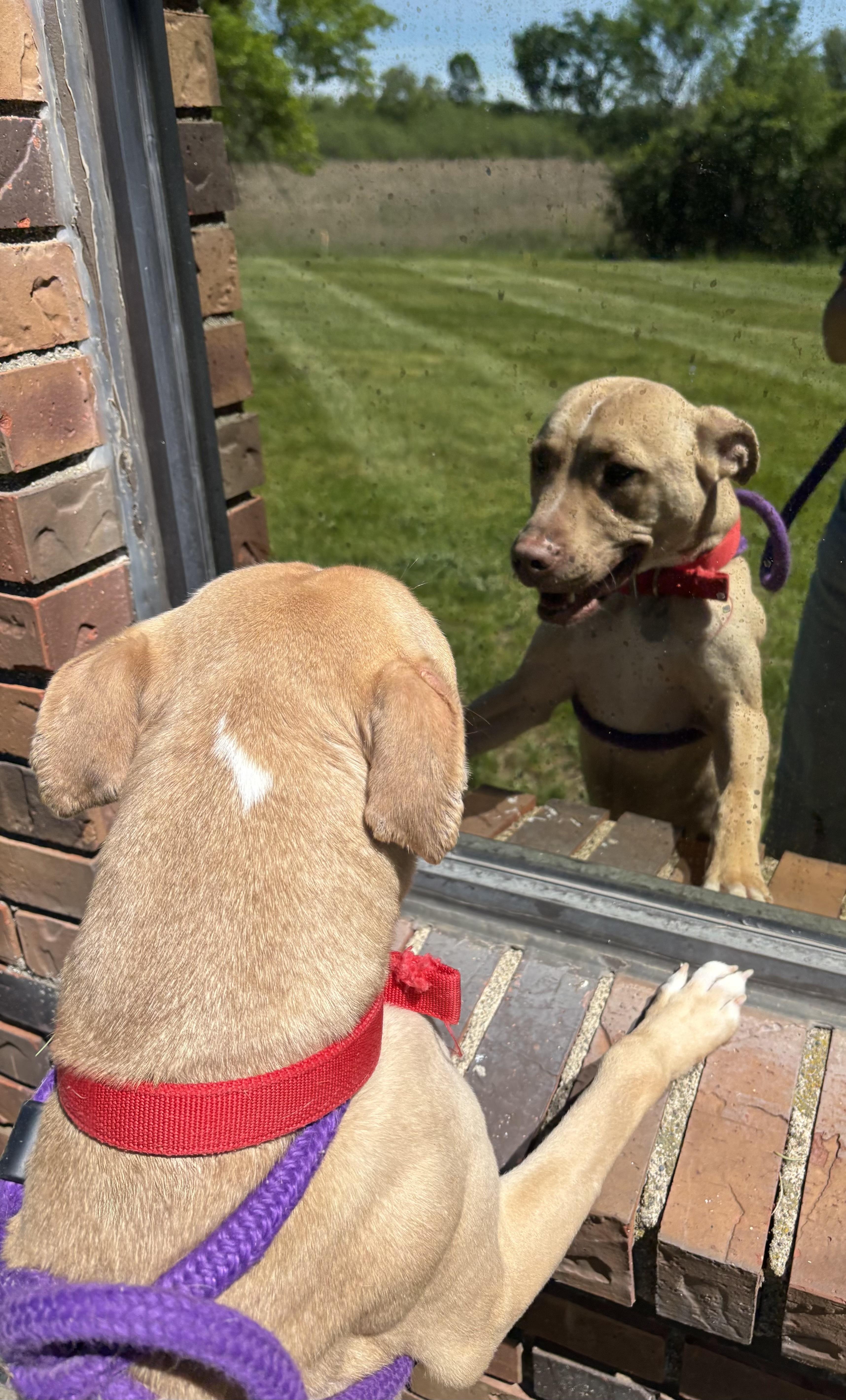 Enlarge Sam, a Adoptable mixed breed in Oxford, MI image 4/6