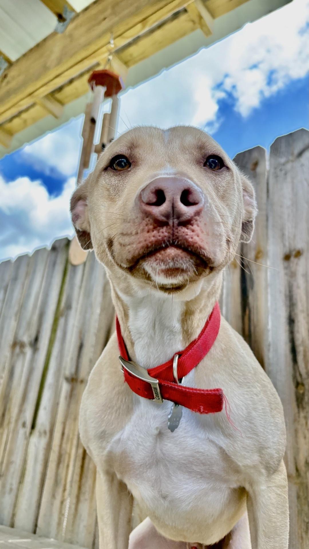 Enlarge Sam, a Adoptable mixed breed in Oxford, MI image 1/6