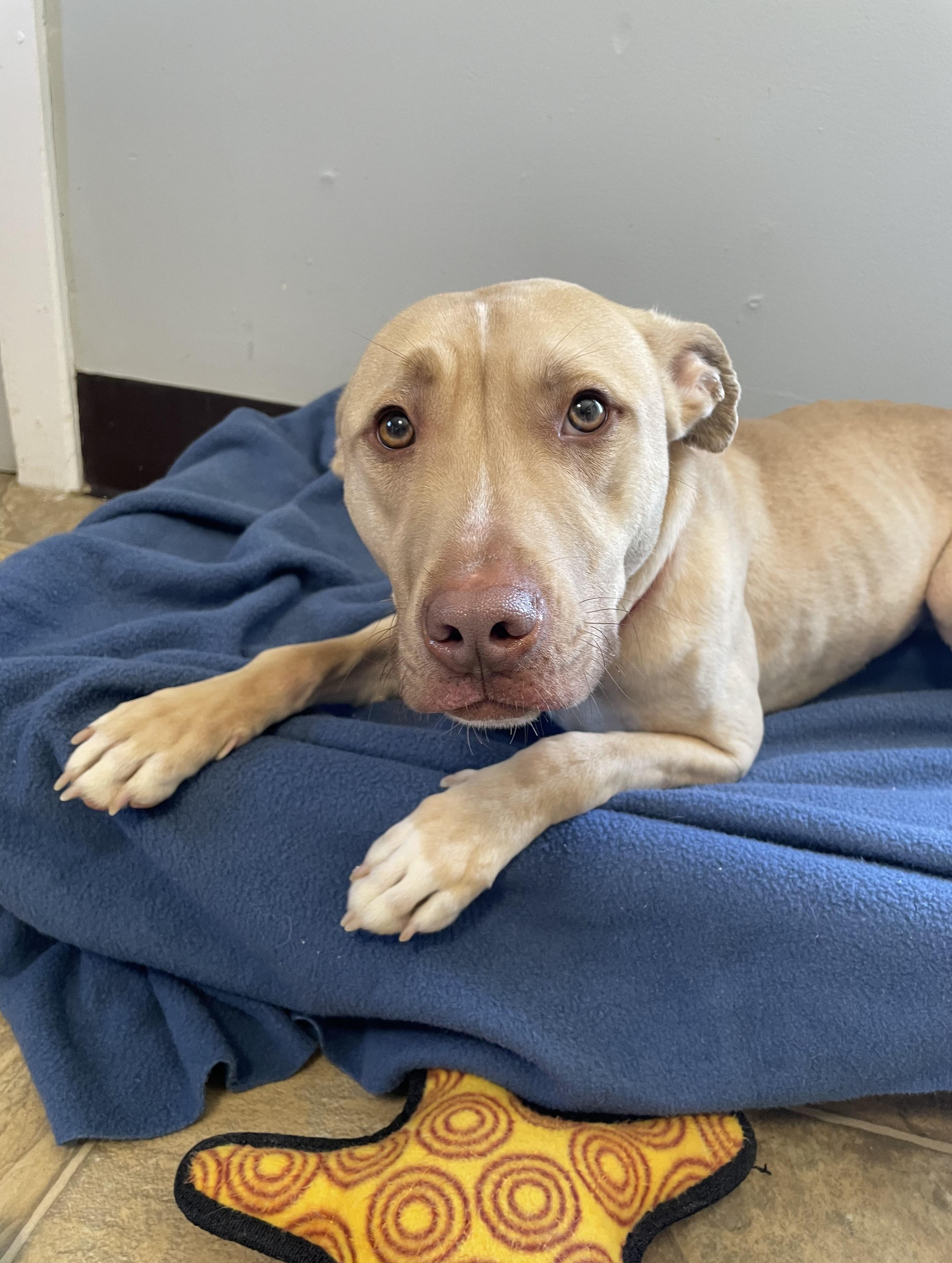 Enlarge Sam, a Adoptable mixed breed in Oxford, MI image 3/6